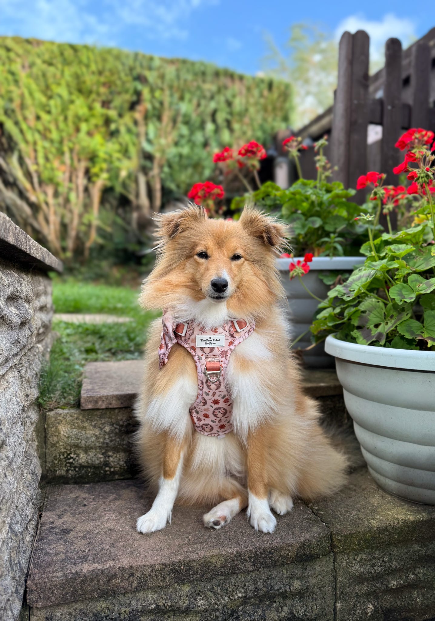 Spike the Hedgehog Adventure Paws Harness