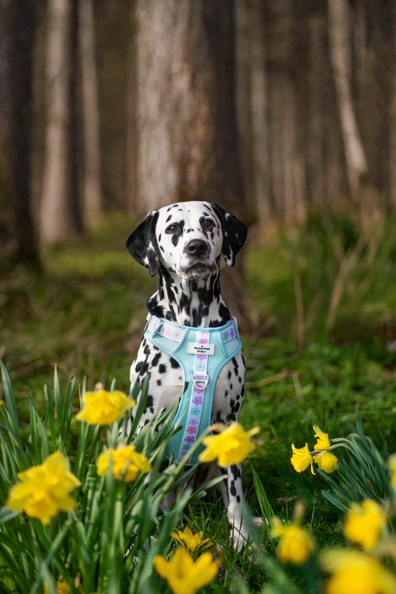 The Minty Meadows Adventure Paws Harness