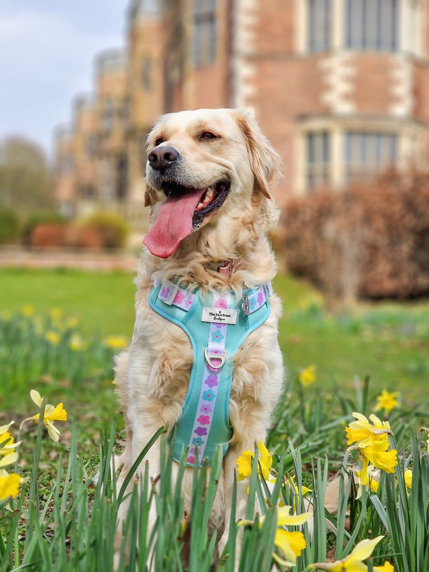 The Minty Meadows Adventure Paws Harness