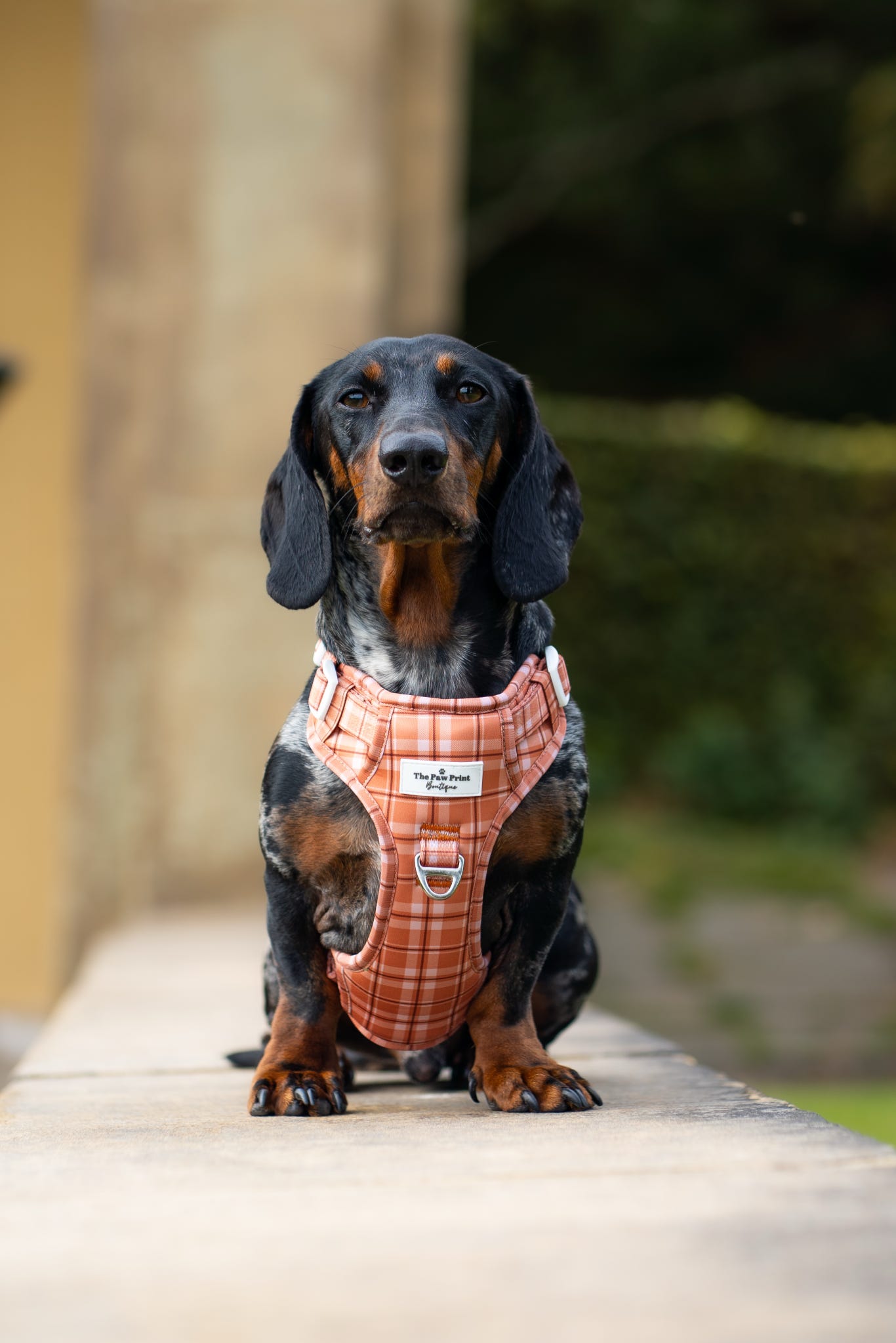 Pooches in Plaid Adventure Paws Harness
