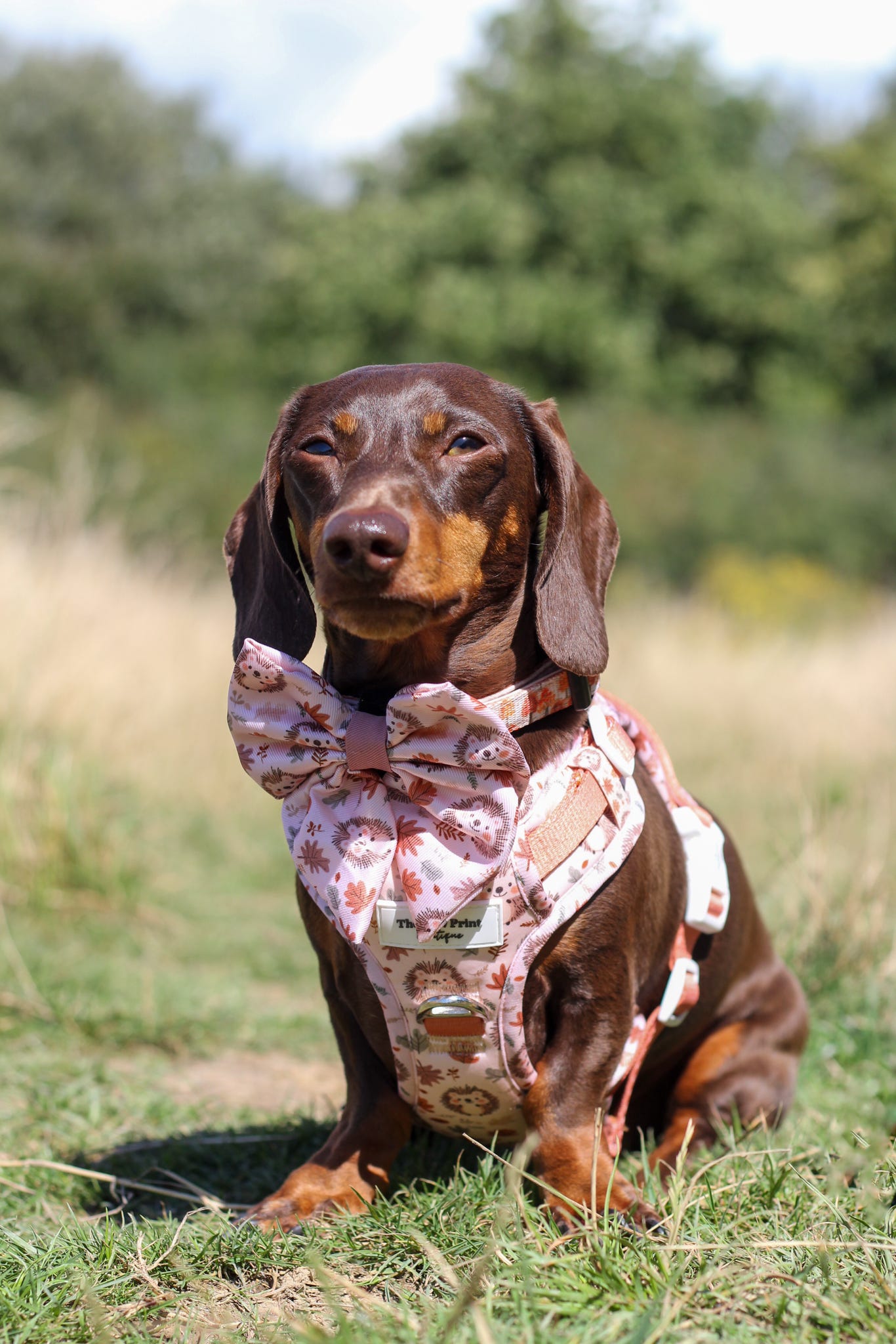 Spike the Hedgehog Adventure Paws Harness
