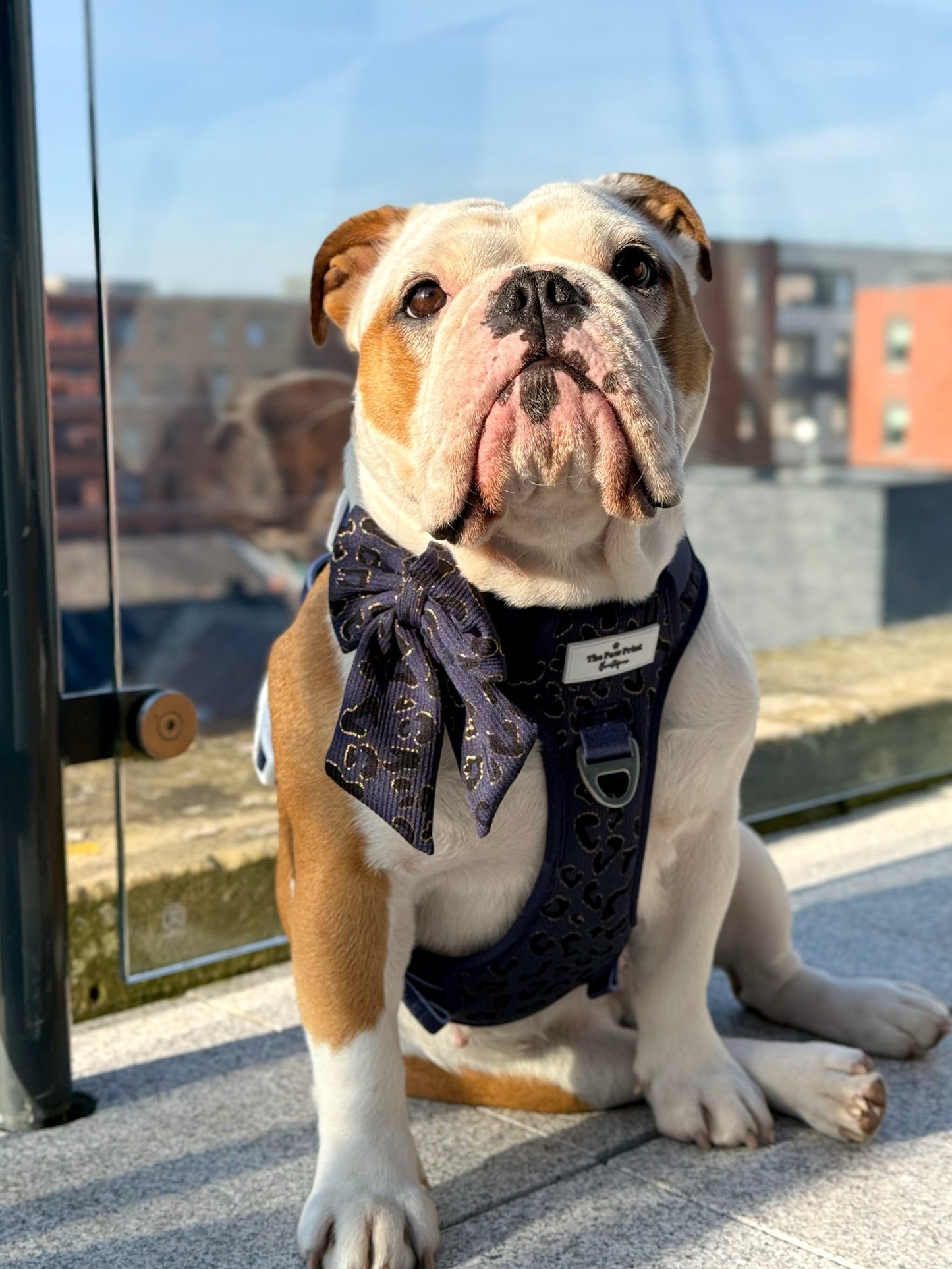 The Luxe Leopard (Navy) Adventure Paws Harness