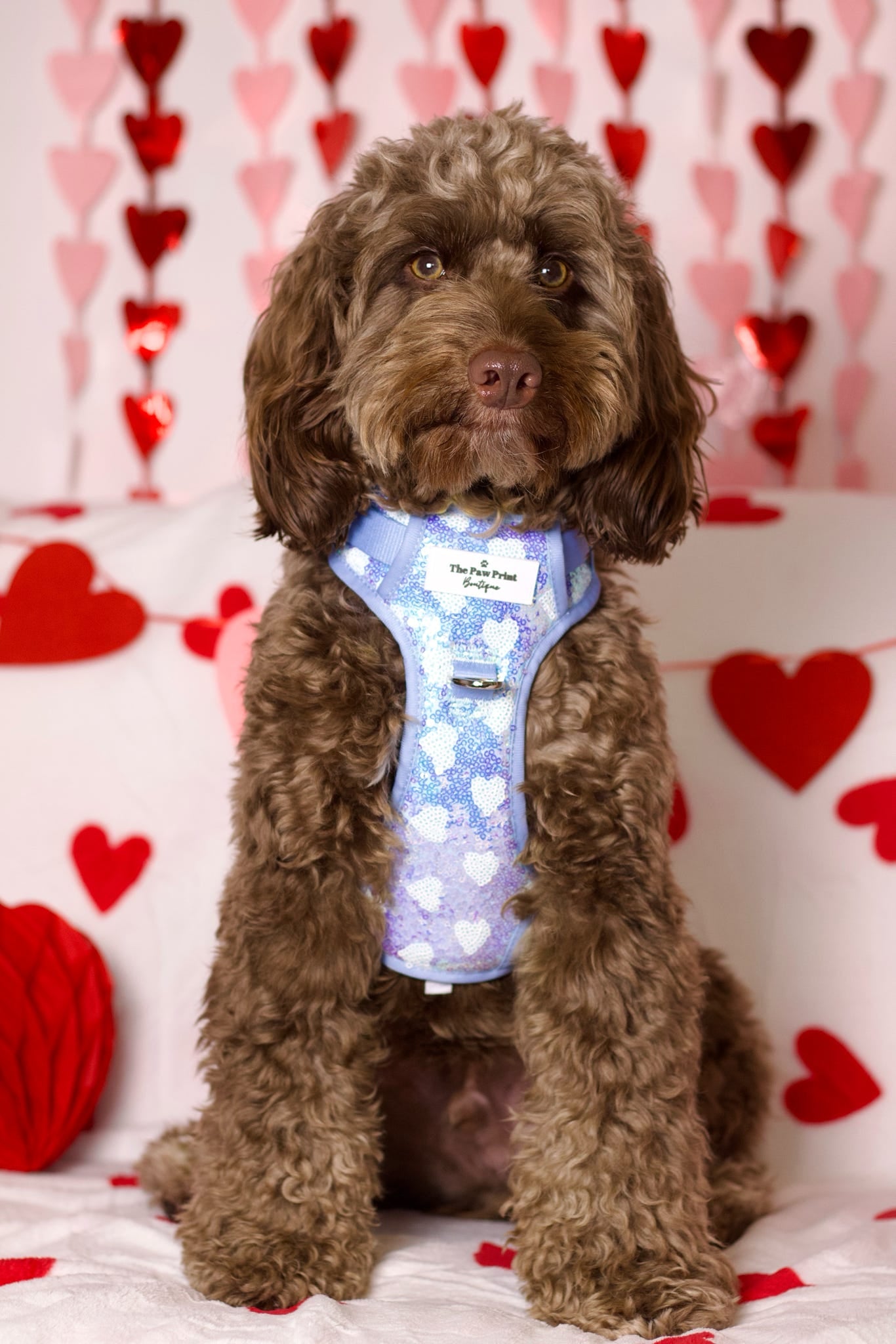 The Sassy in Sequins - Baby Blue Adventure Paws Harness