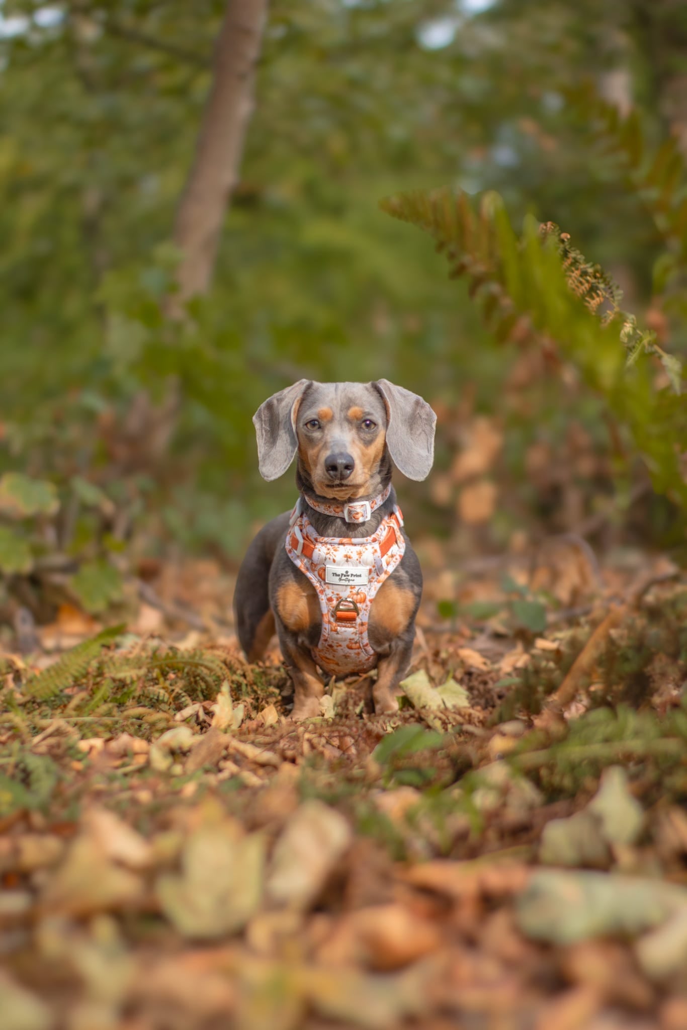 Pupkin Patch Adventure Paws Harness