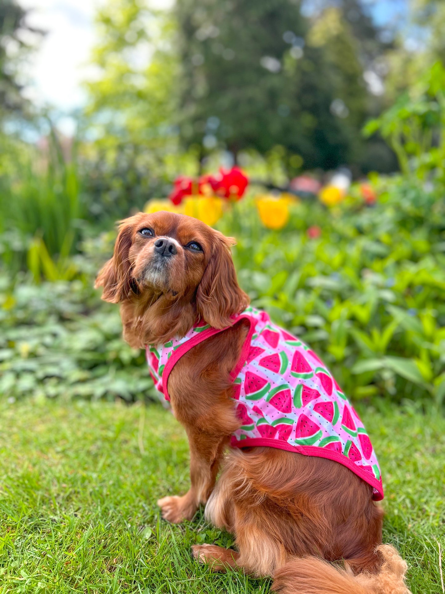 The Watermelon Sugar Cooling Vest