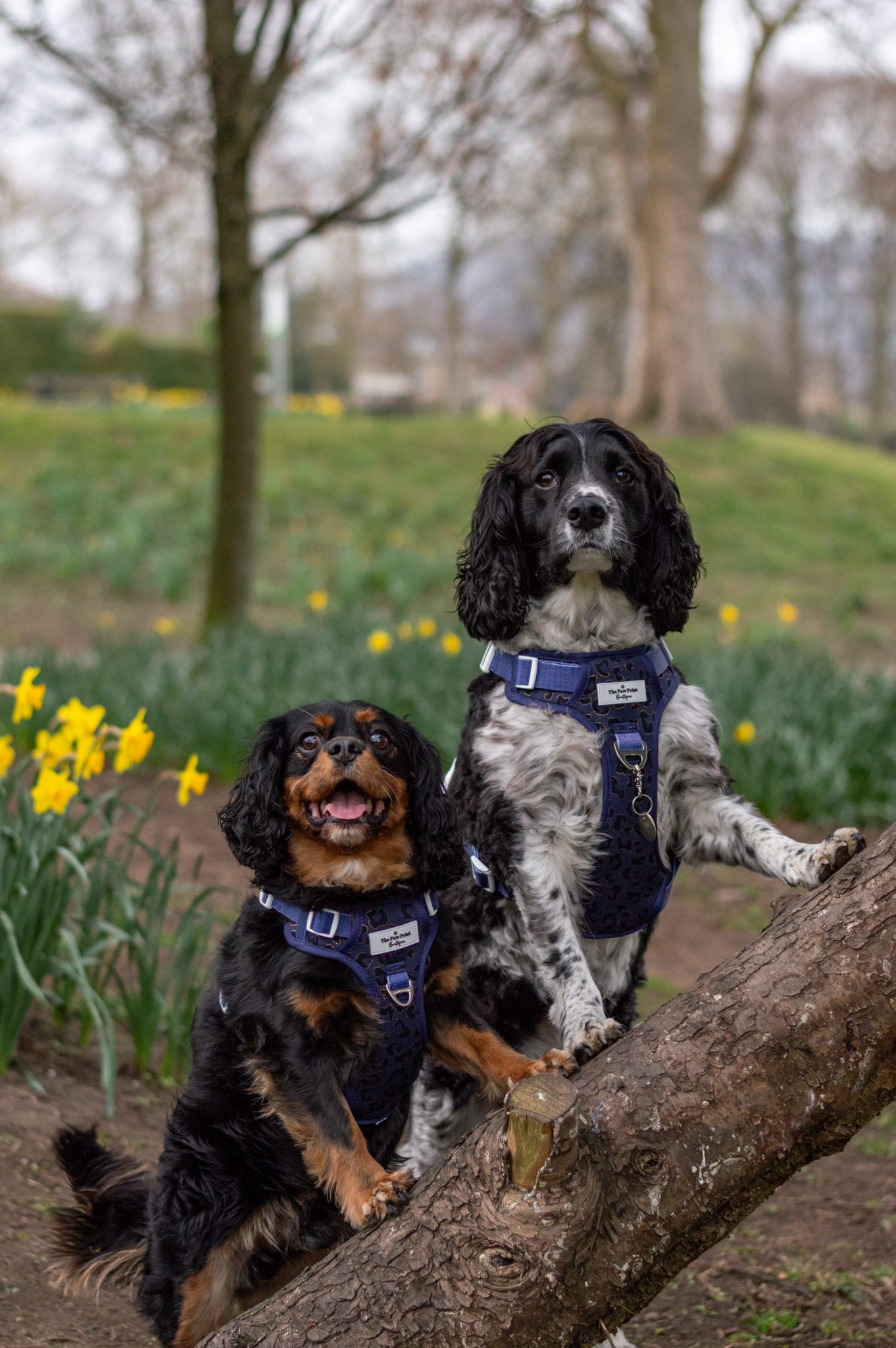 The Luxe Leopard (Navy) Adventure Paws Harness