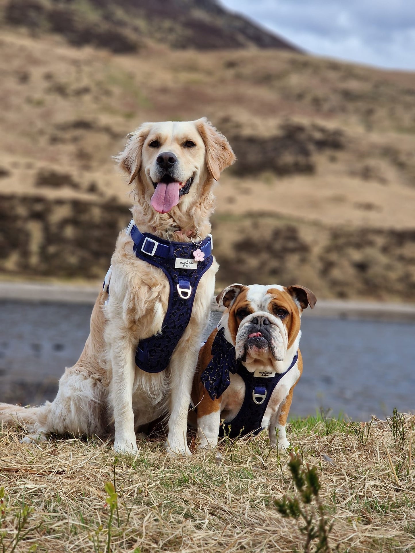 The Luxe Leopard (Navy) Adventure Paws Harness