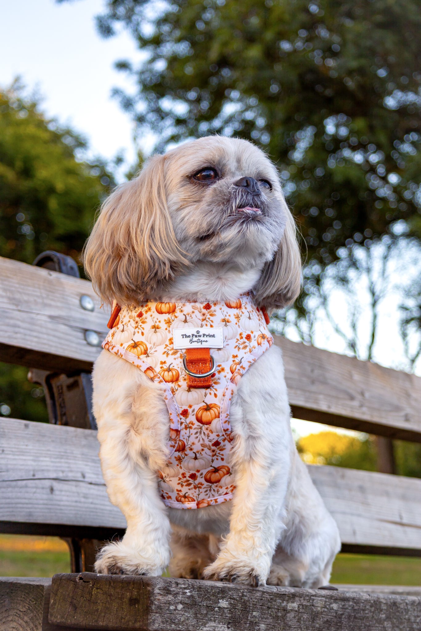 Pupkin Patch Adjustable Harness