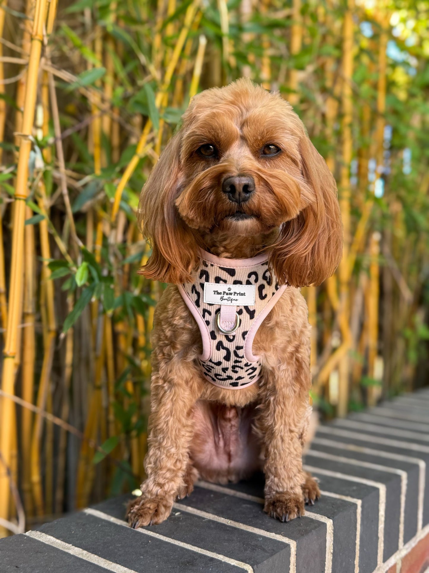 The Luxe Leopard (Beige) Adjustable Harness