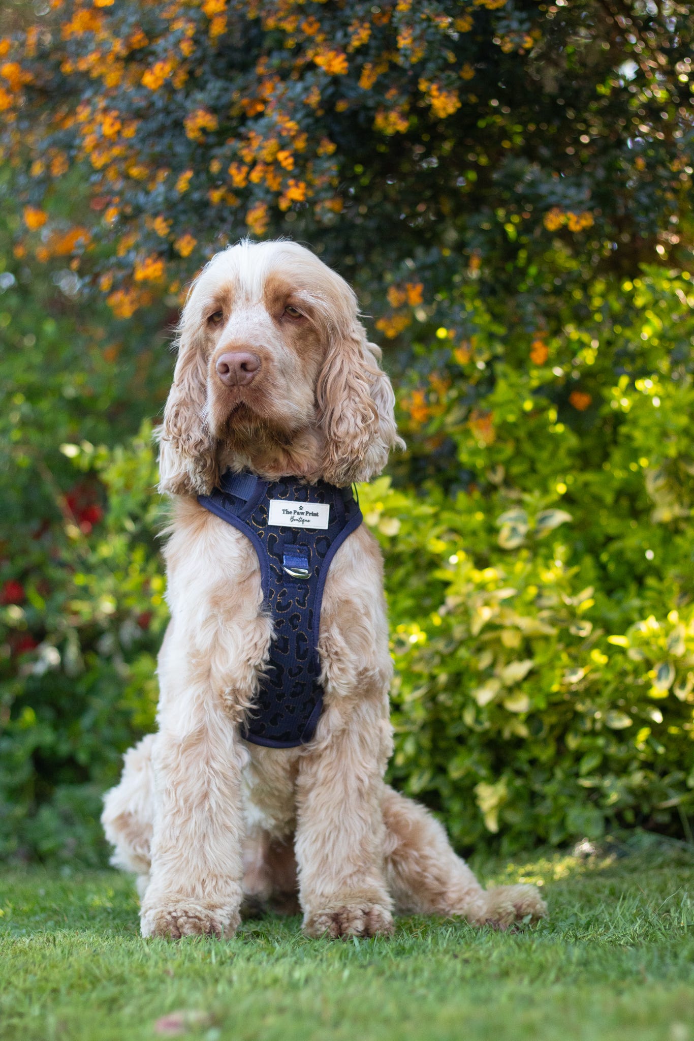 The Luxe Leopard (Navy) Adventure Paws Harness