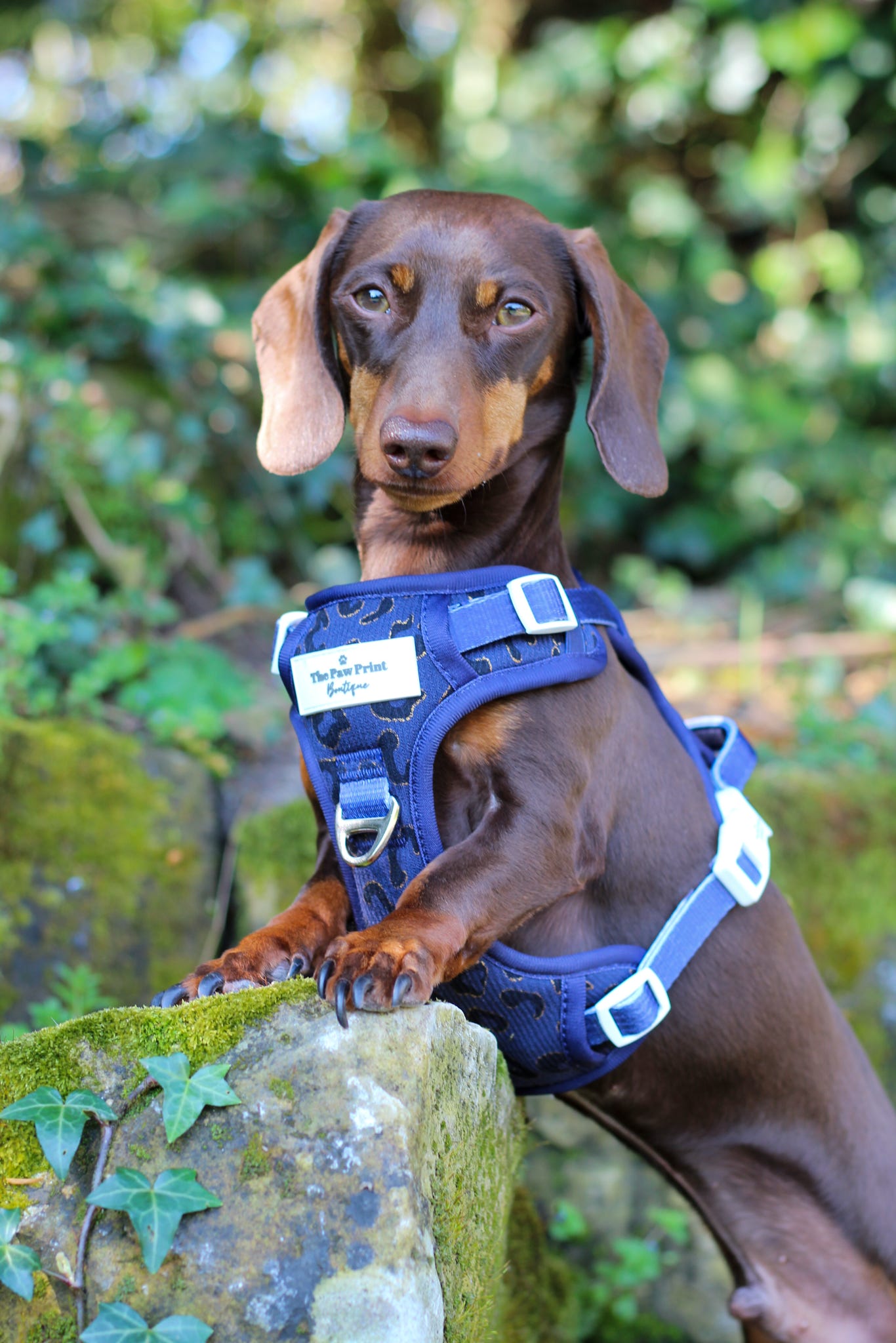 The Luxe Leopard (Navy) Adventure Paws Harness