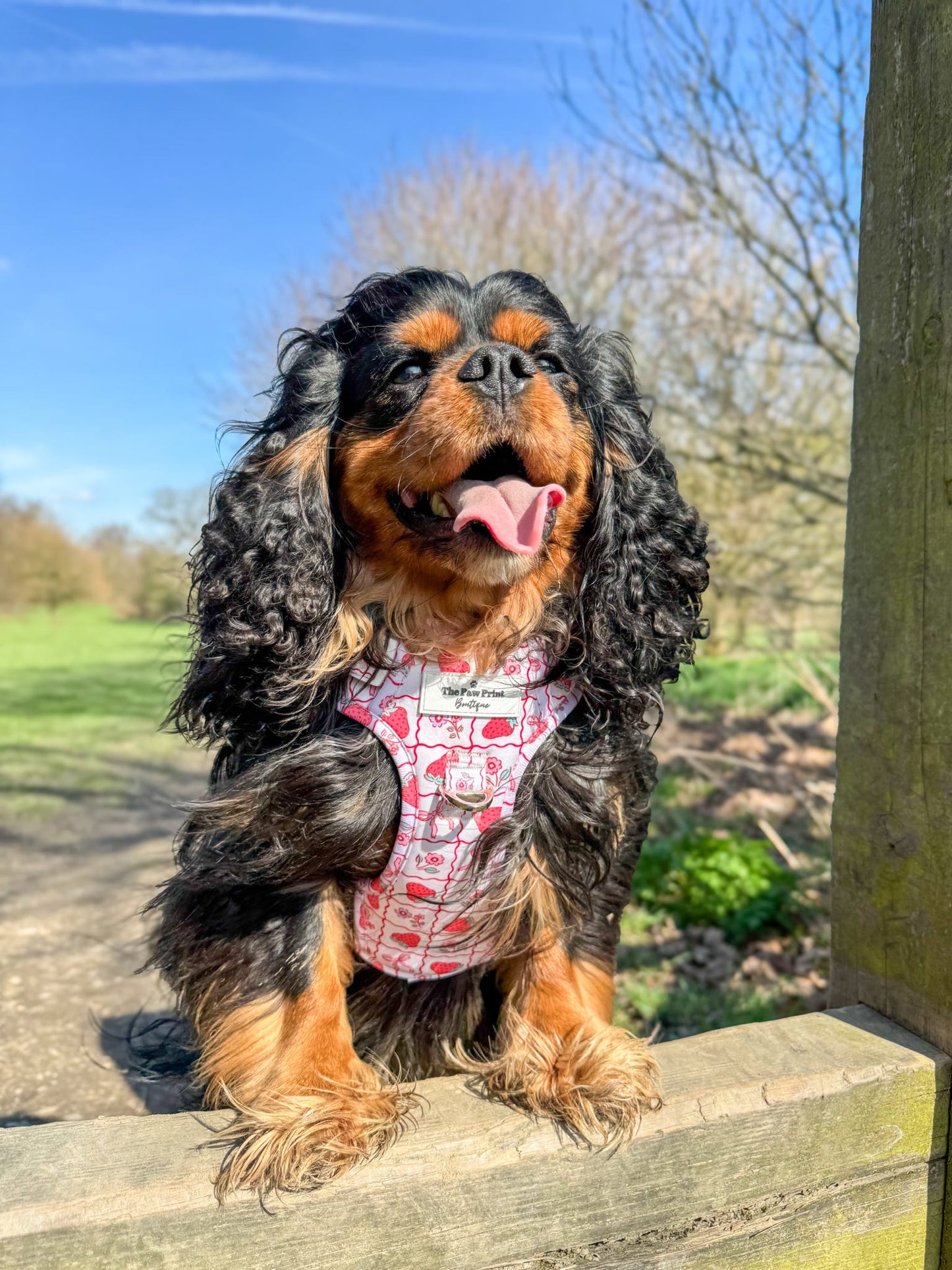 The Bows & Berries Adventure Paws Harness