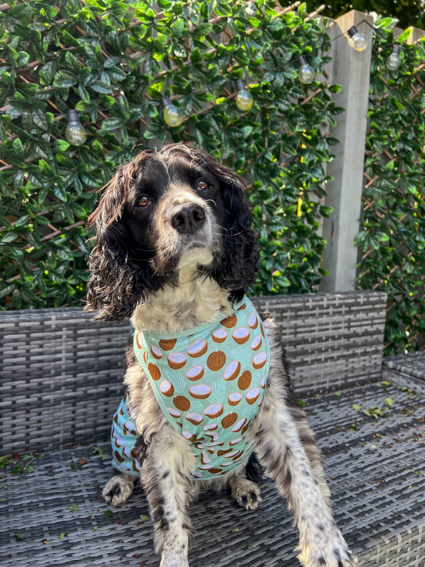 The Pina Pawlada Cooling Vest