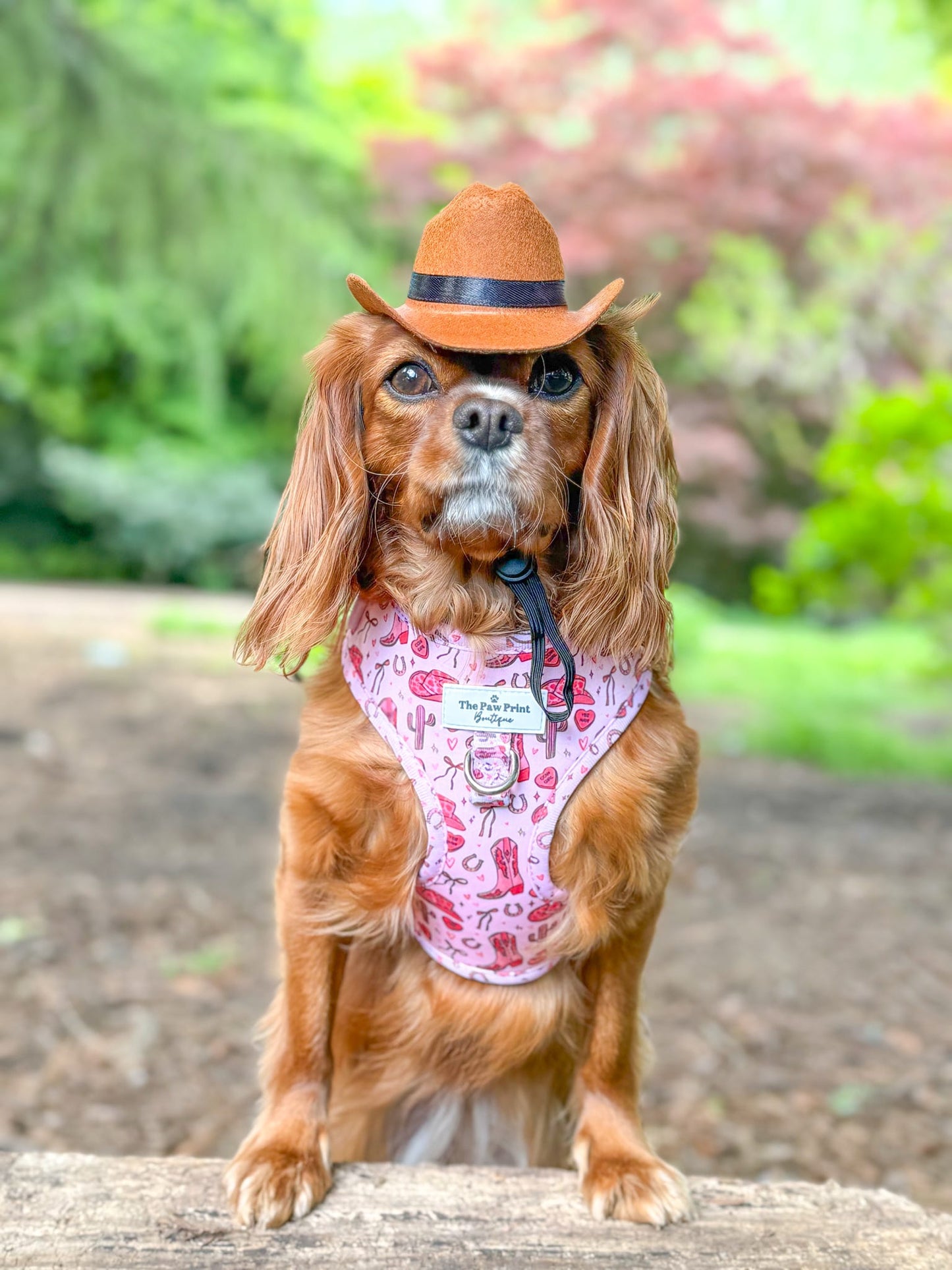 The Giddy up Pup Adjustable Harness