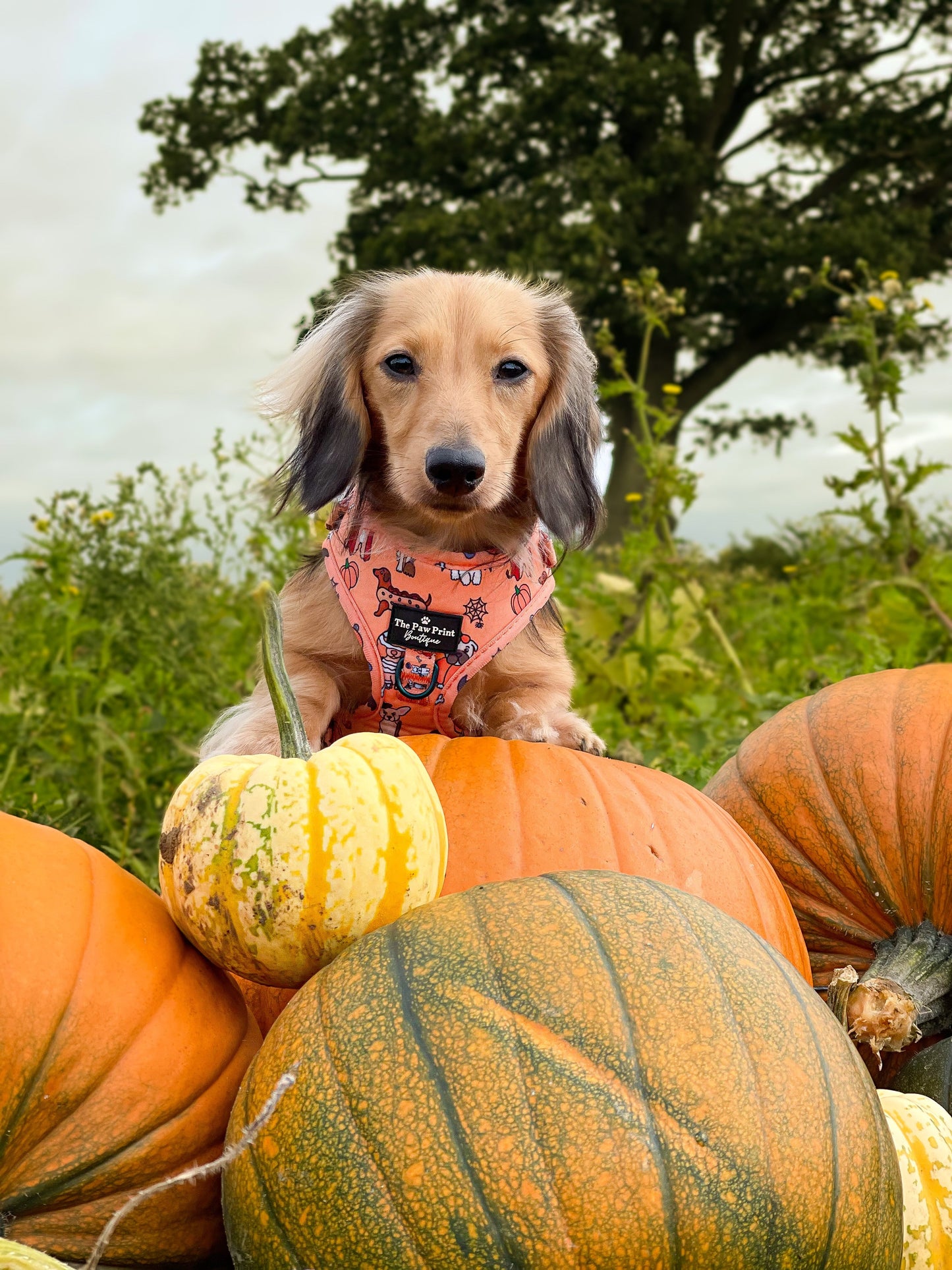 The Happy Howloween Harness