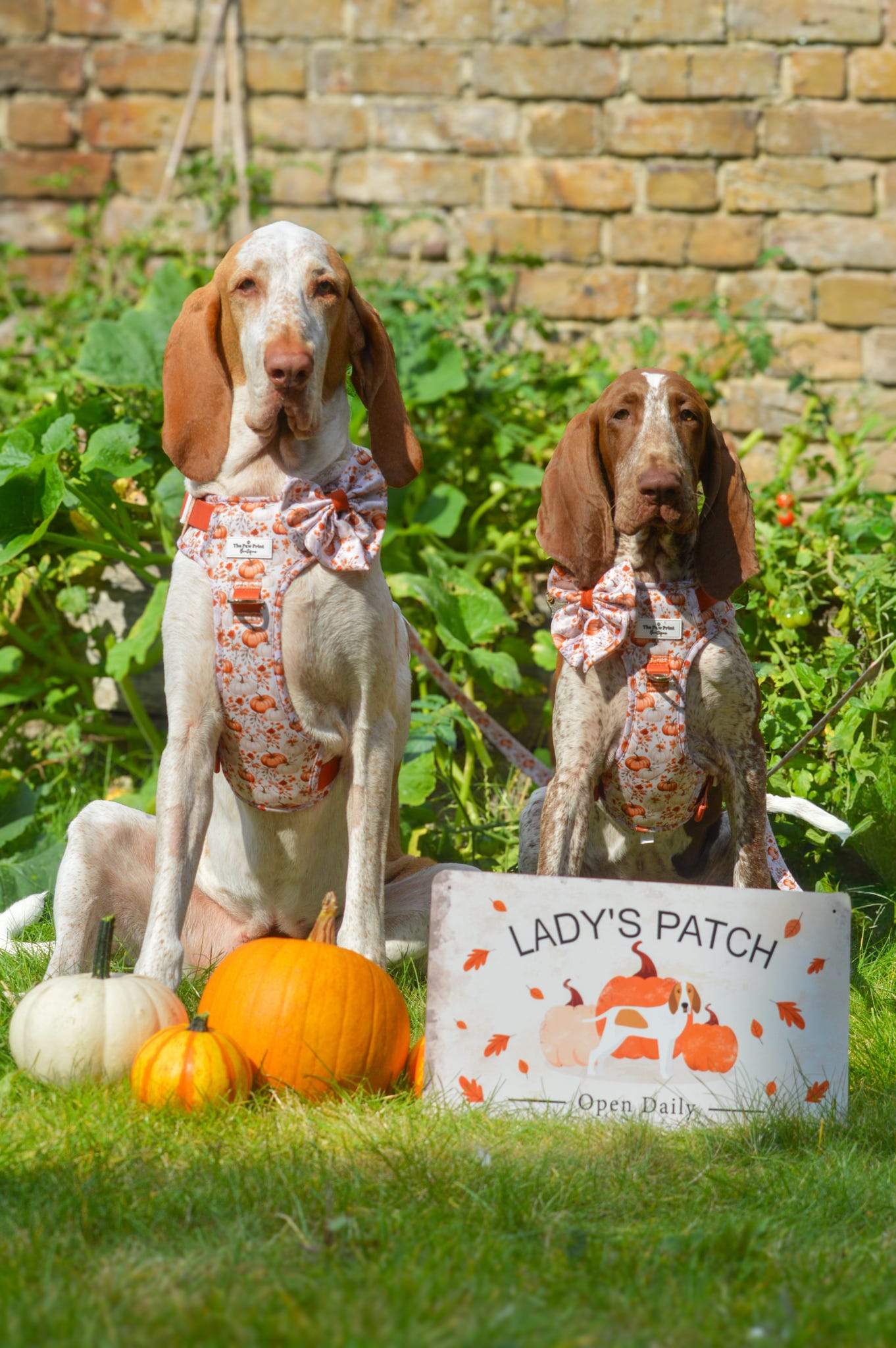 Pupkin Patch Adventure Paws Harness