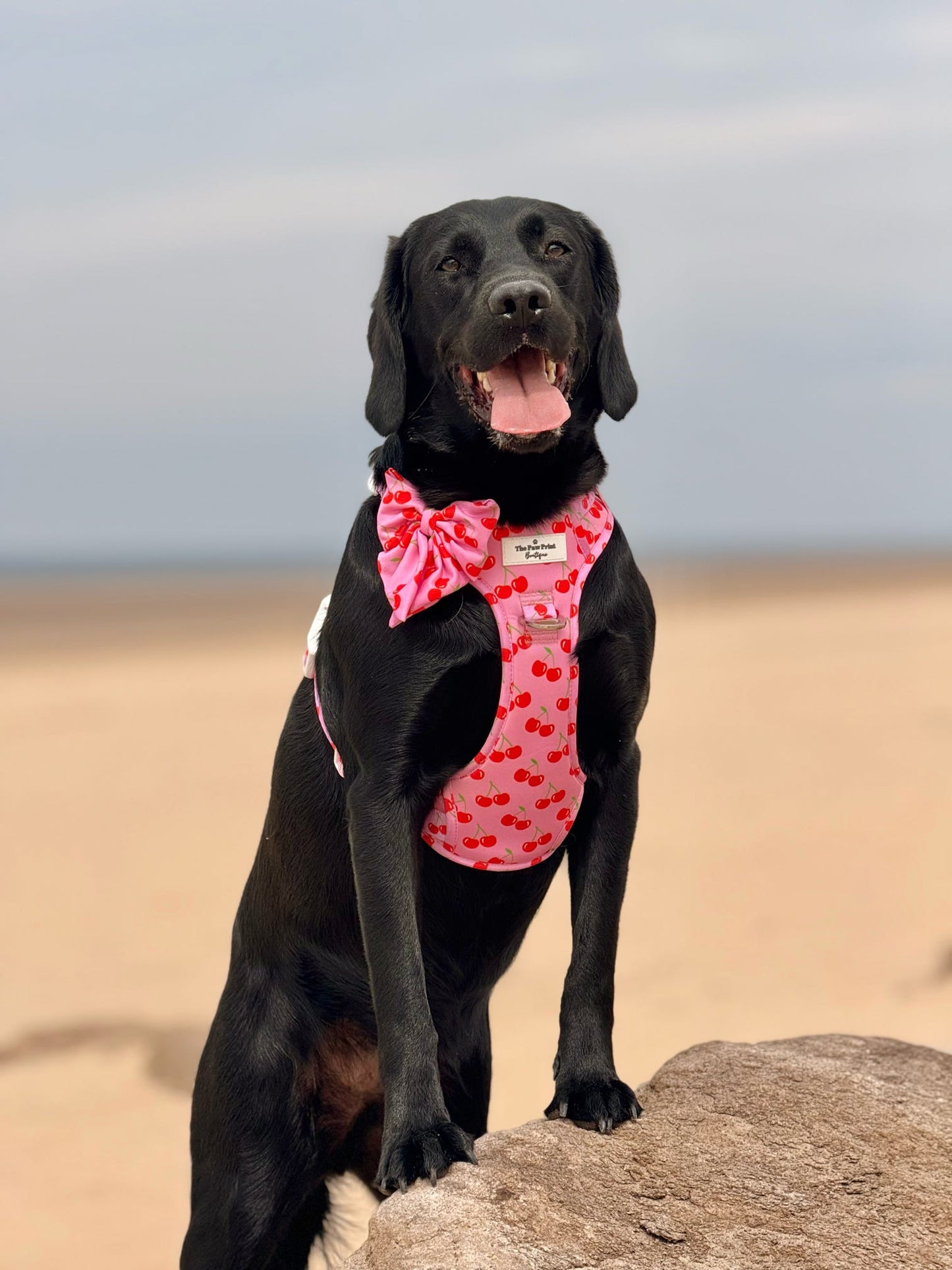 Cherry on Top Adventure Paws Harness