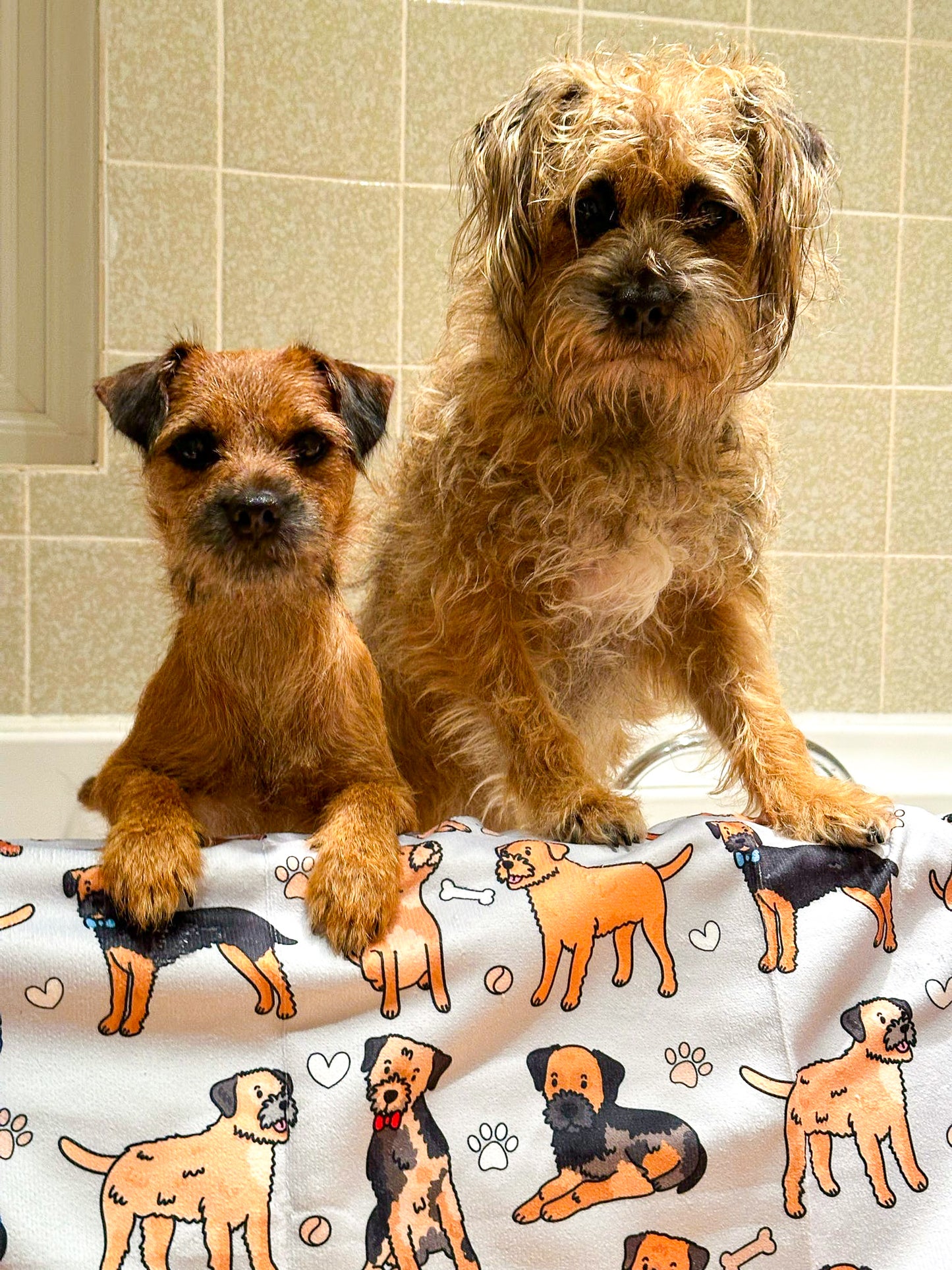 The Border Terrier Dog Towel - Grey