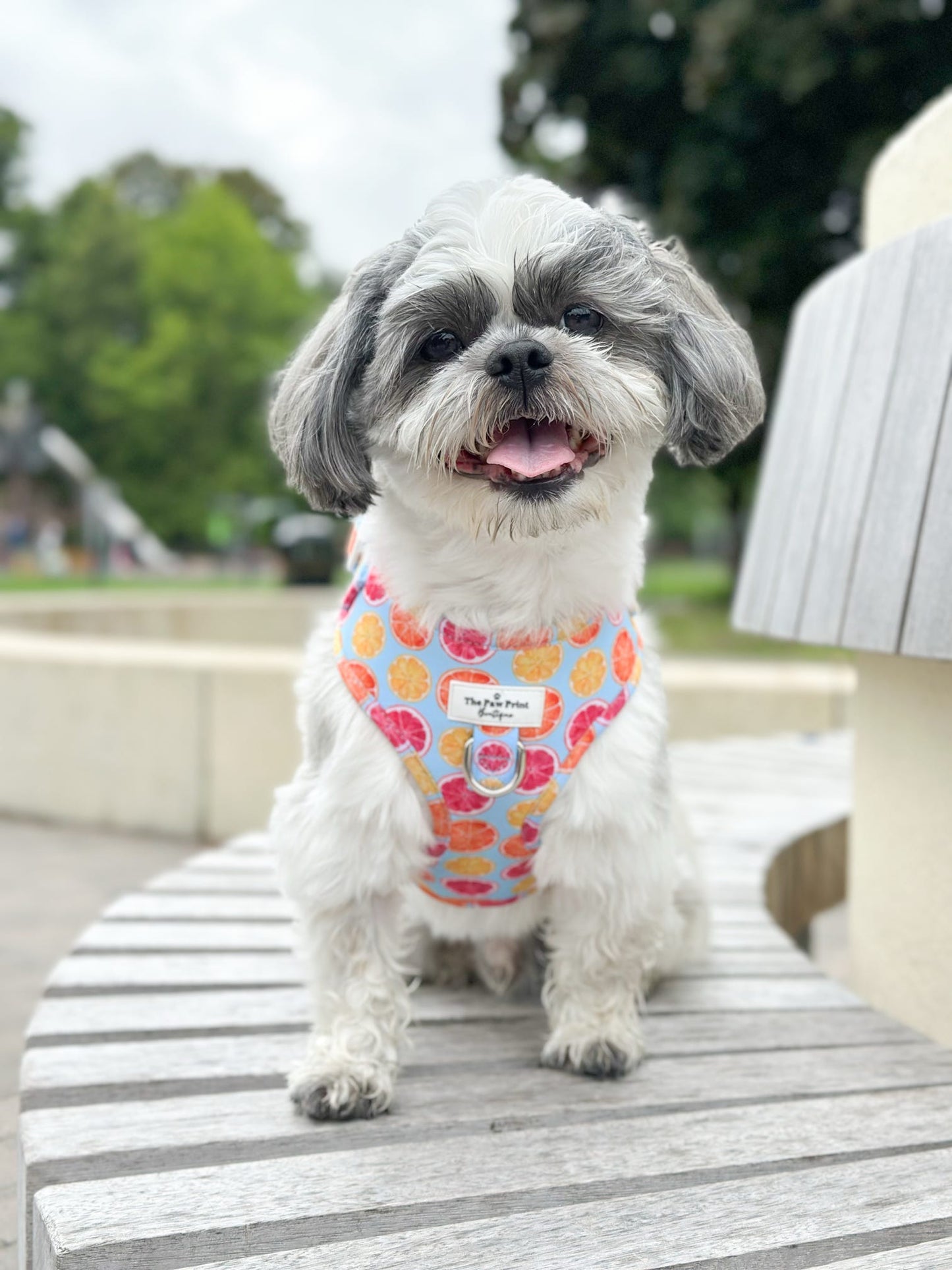 Squeeze the Day Adjustable Harness