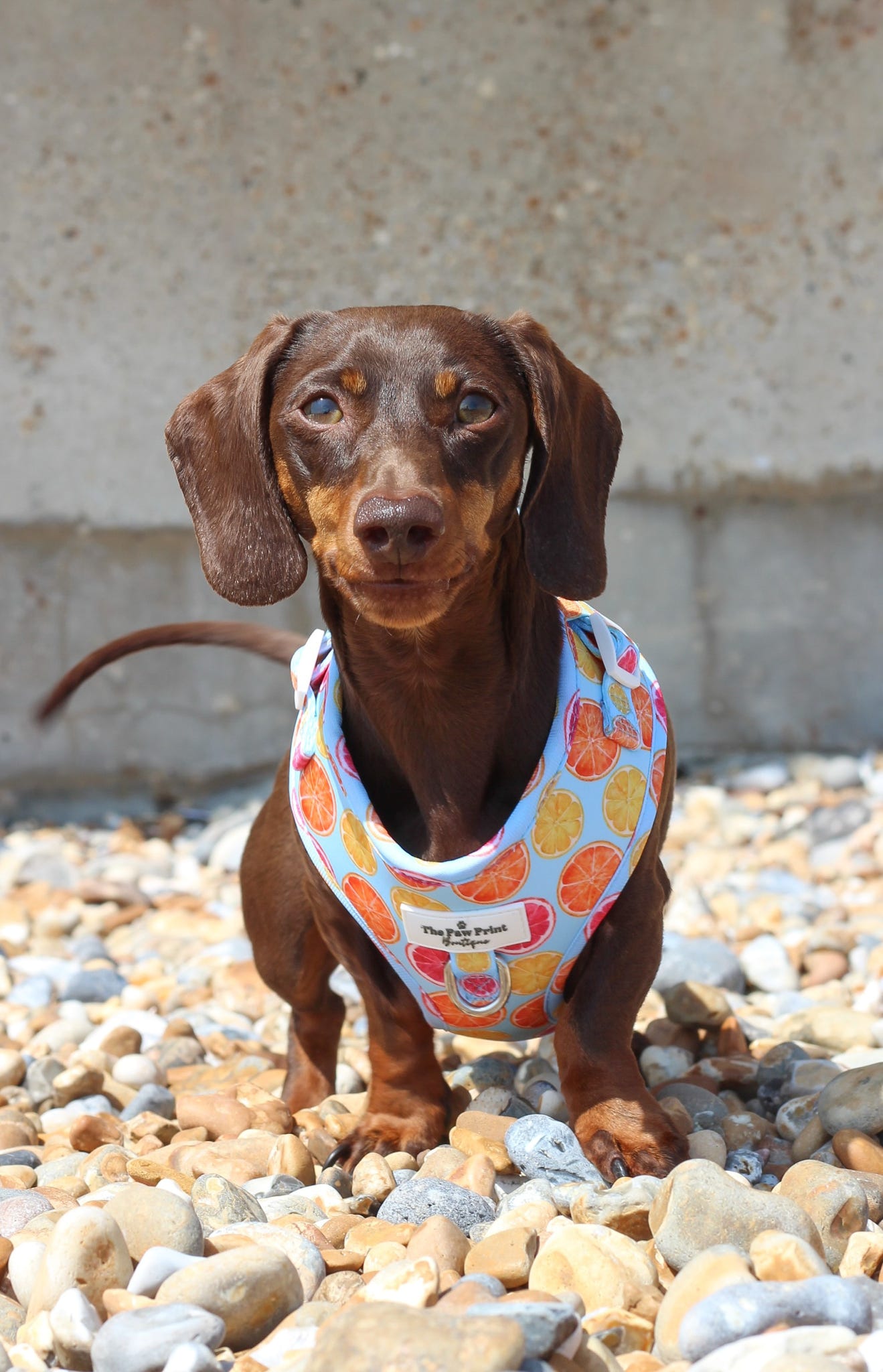 Squeeze the Day Adjustable Harness