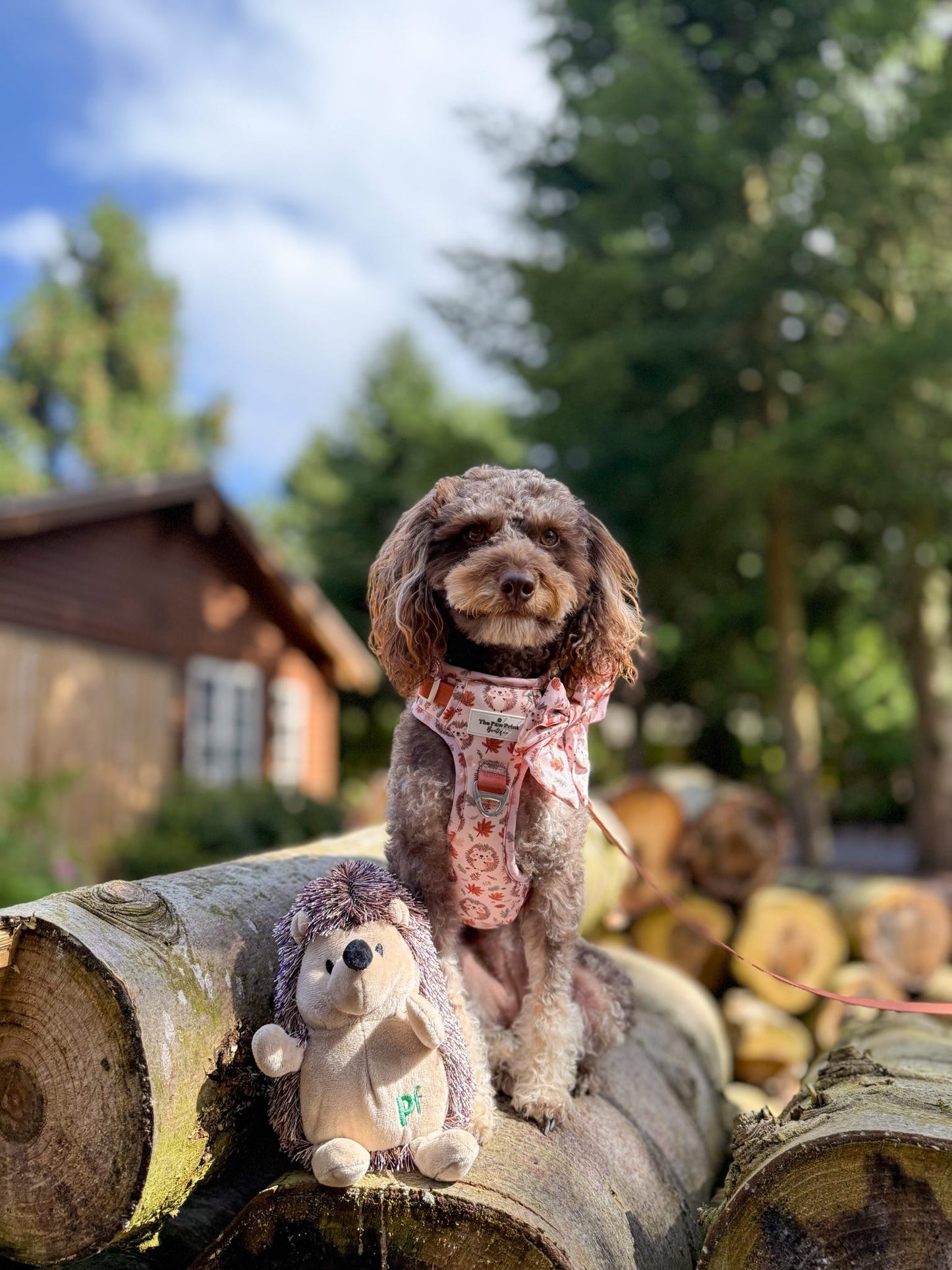 Spike the Hedgehog Adventure Paws Harness