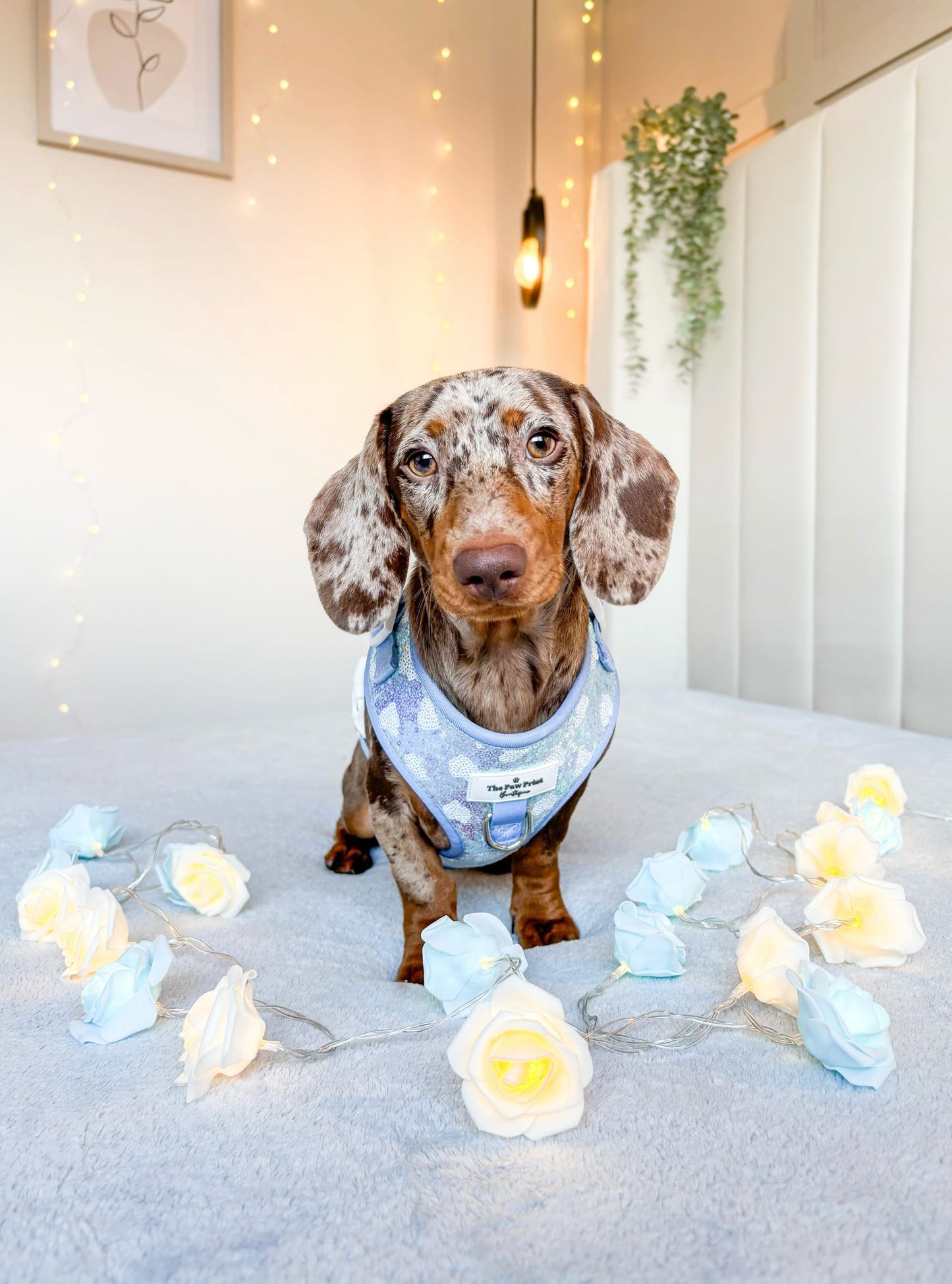The Sassy in Sequins - Baby Blue Adjustable Harness