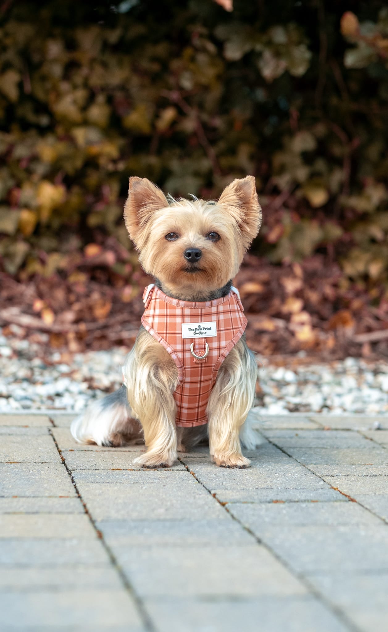 Pooches in Plaid Adjustable Harness