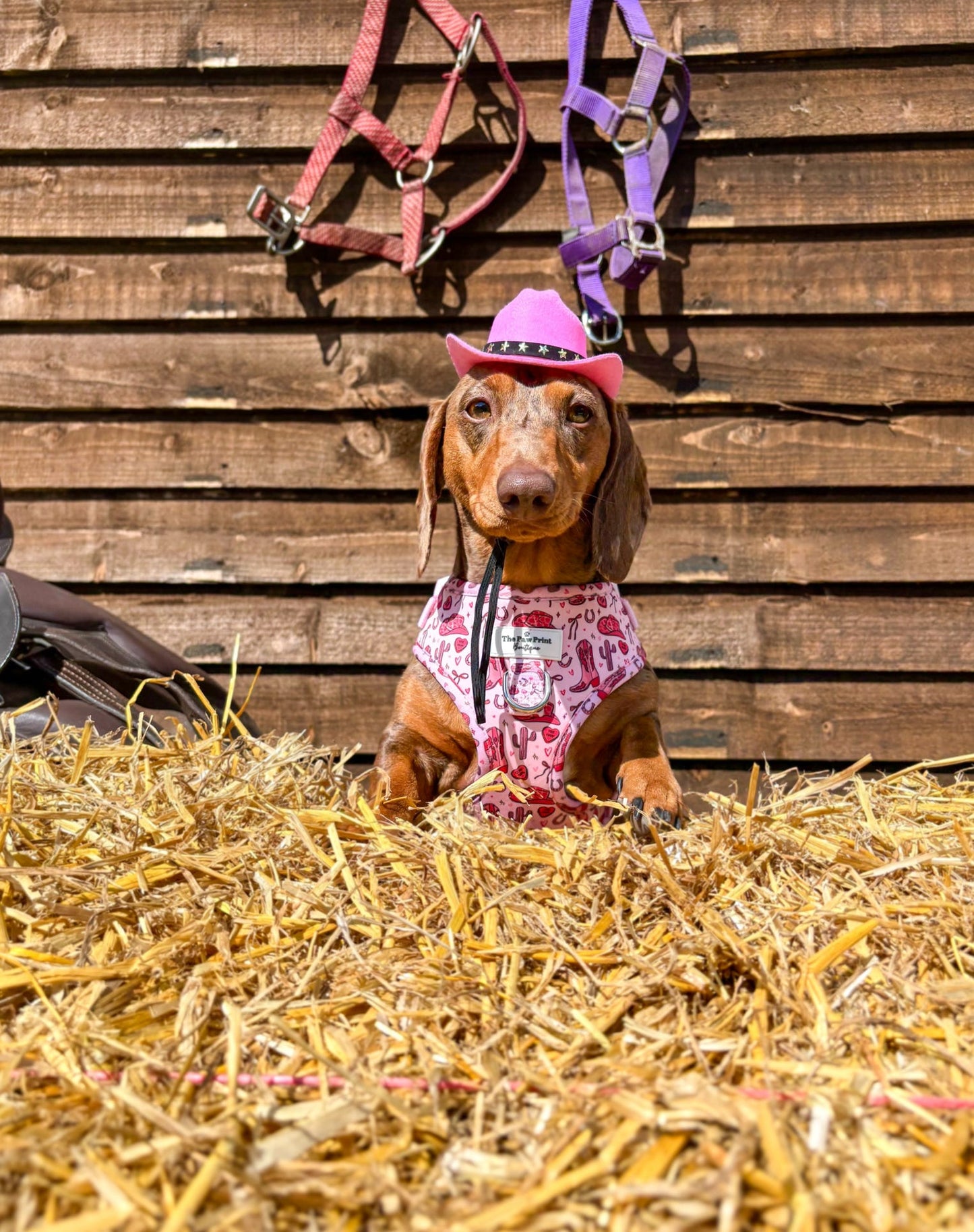 The Giddy up Pup Adjustable Harness