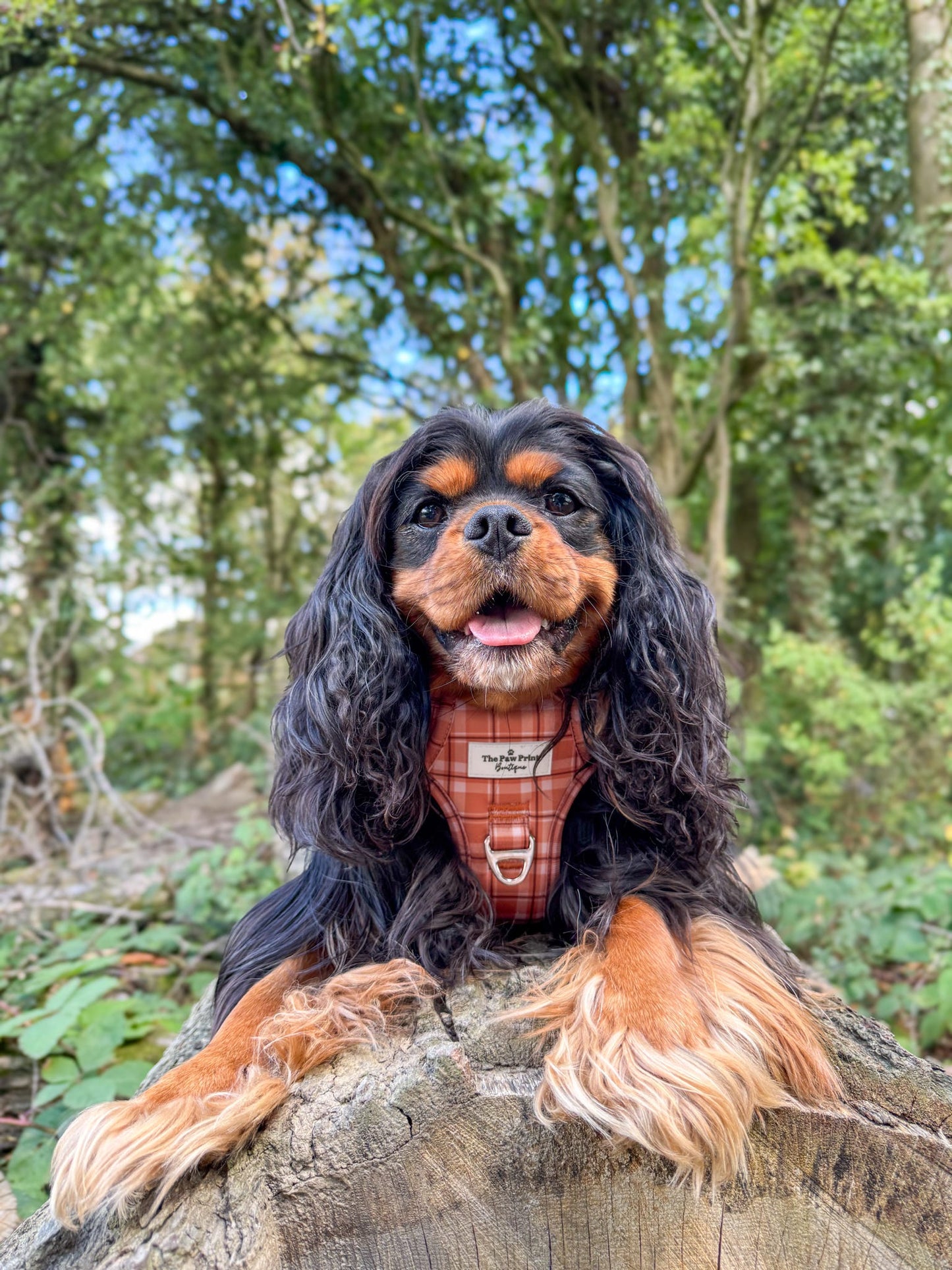 Pooches in Plaid Adventure Paws Harness