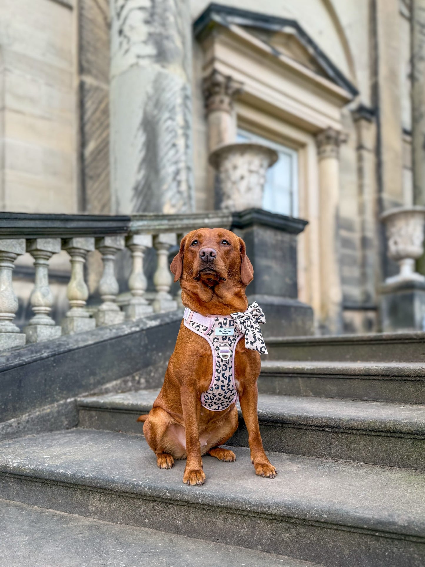 The Luxe Leopard (Beige) Adventure Paws Harness