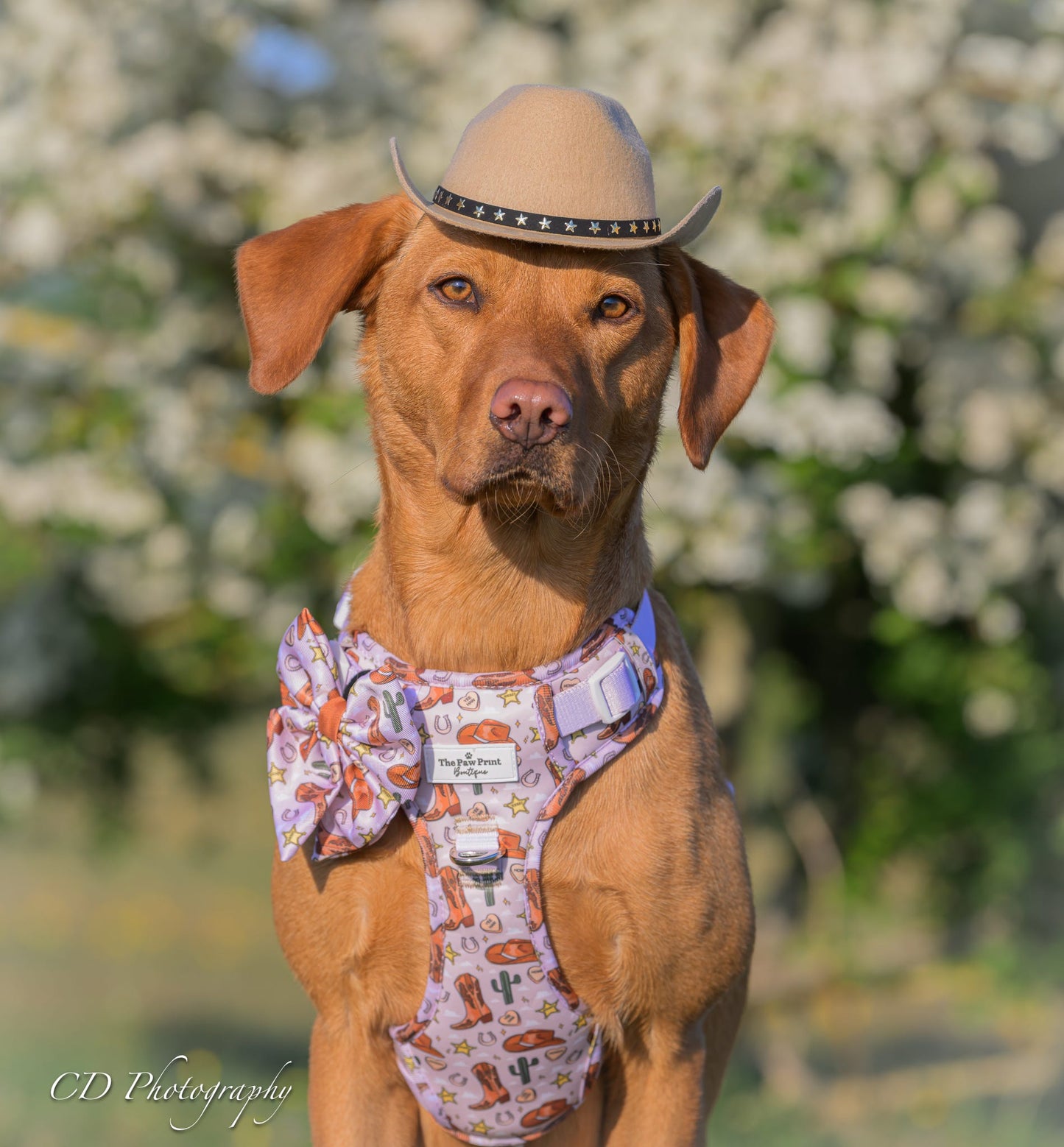 The Howdy Pawtner Adventure Paws Harness