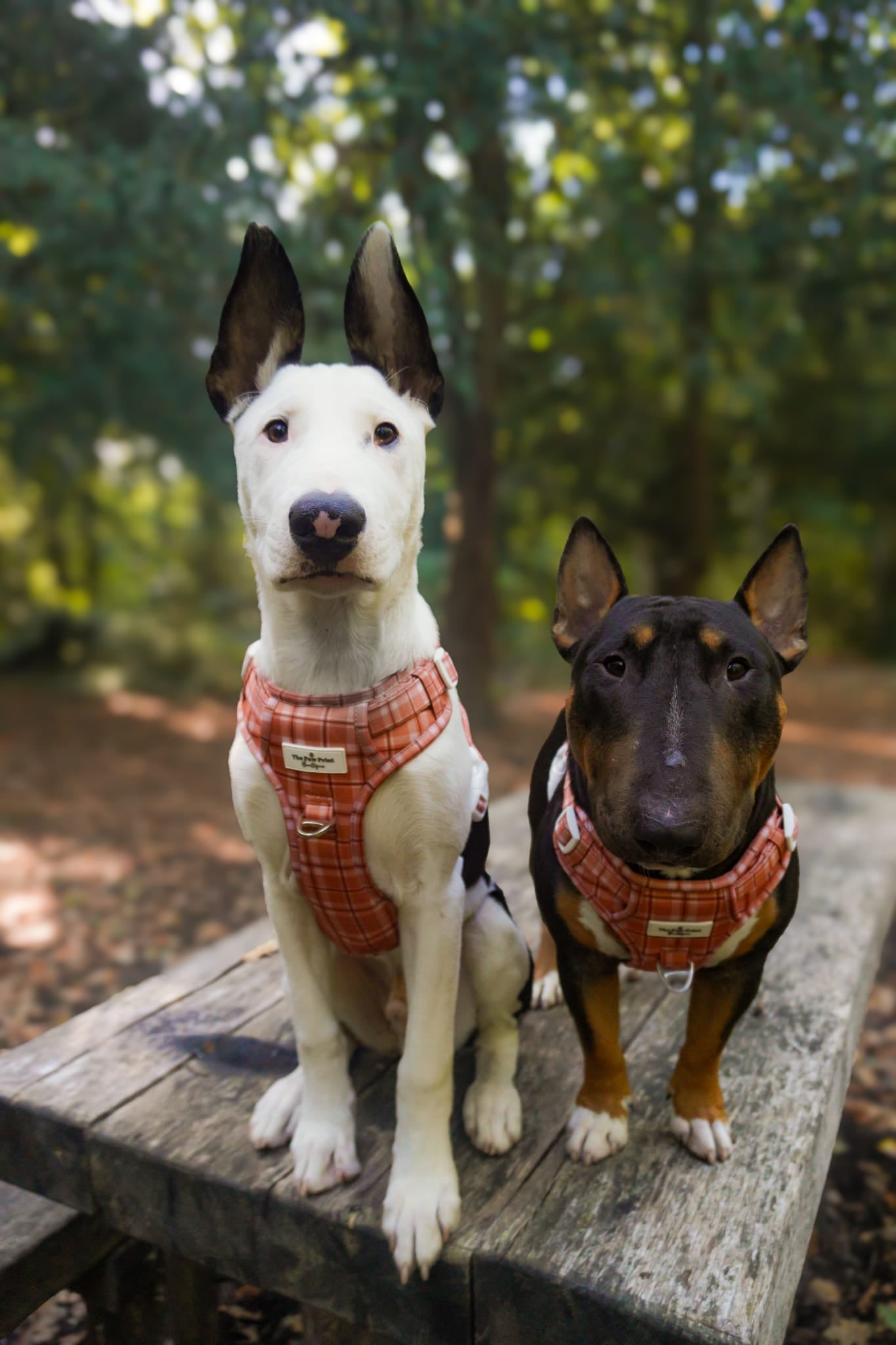 Pooches in Plaid Adventure Paws Harness