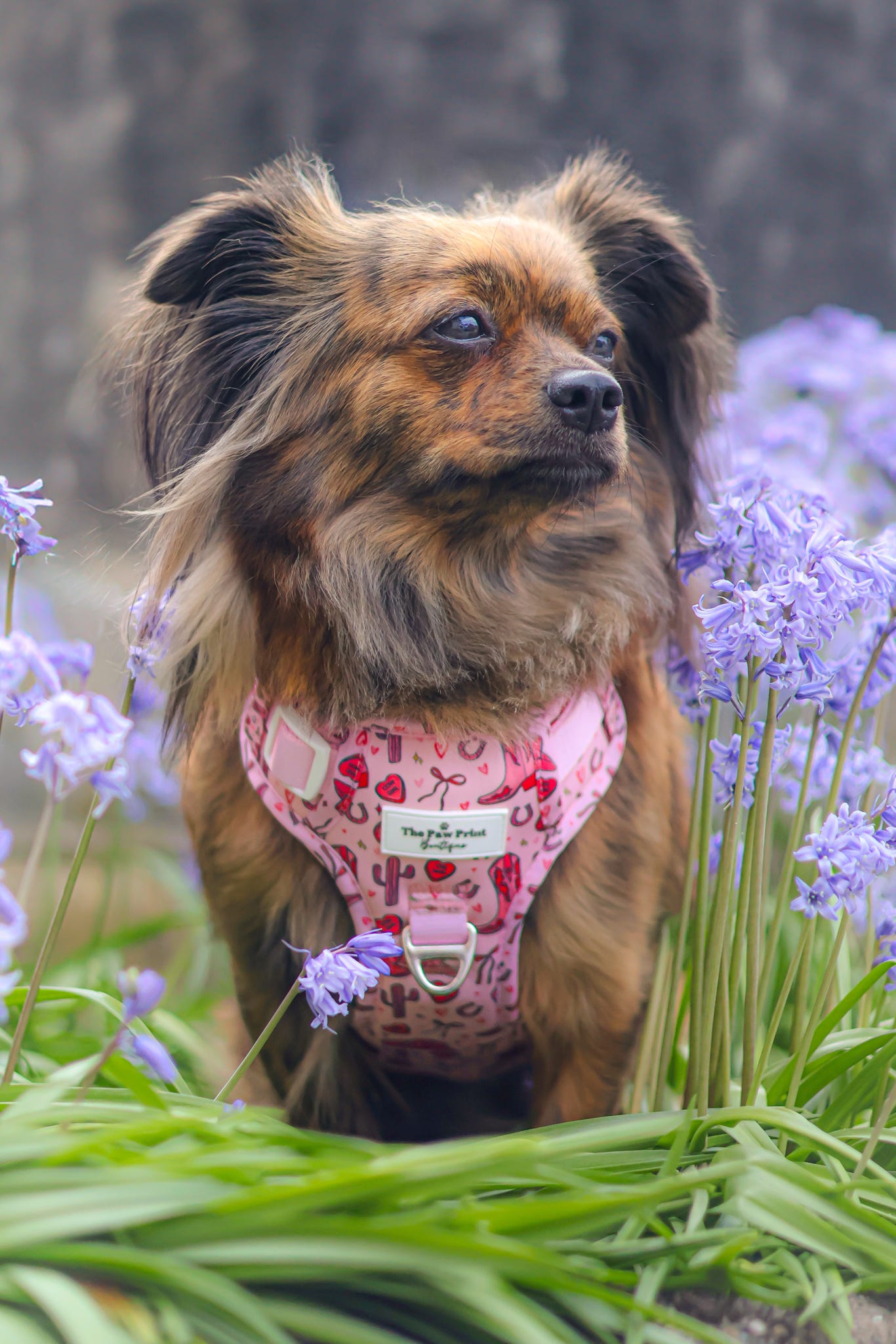 The Giddy up Pup Adventure Paws Harness
