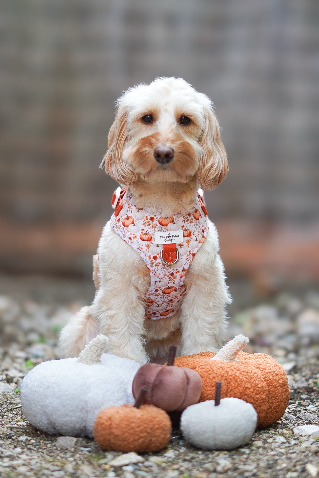 Pupkin Patch Adjustable Harness