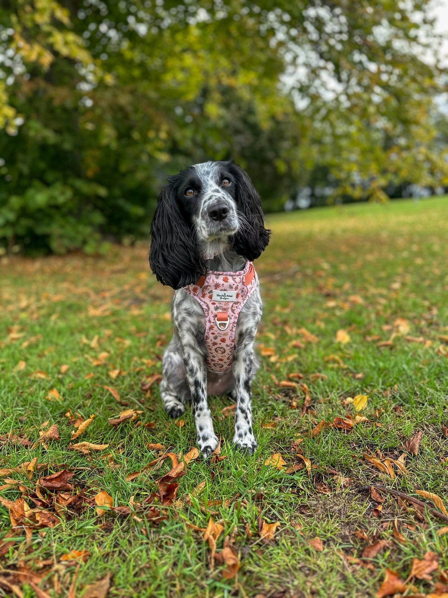 Spike the Hedgehog Adventure Paws Harness