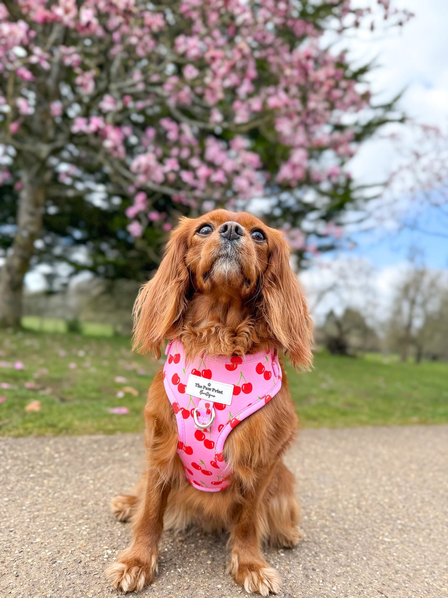 The Cherry on Top Adjustable Harness