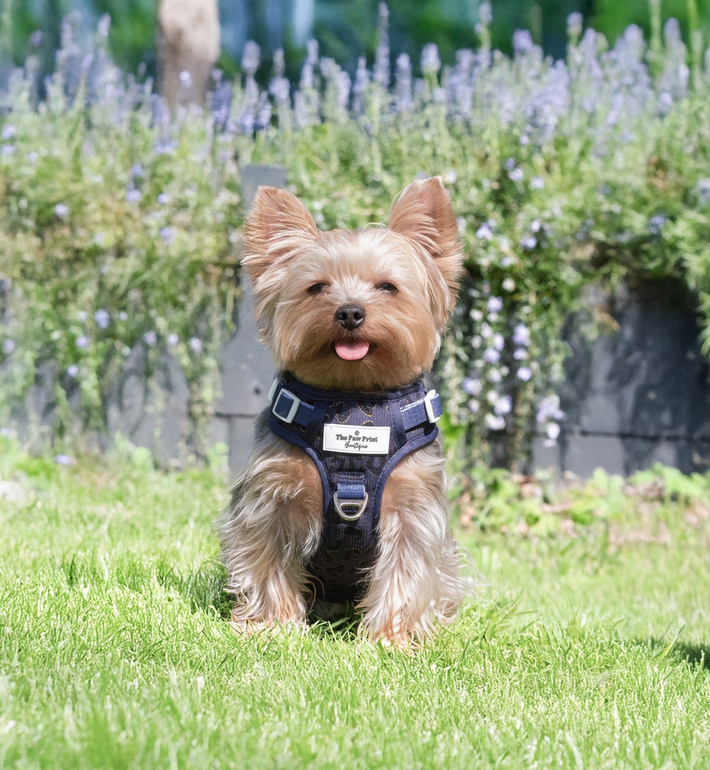 The Luxe Leopard (Navy) Adventure Paws Harness