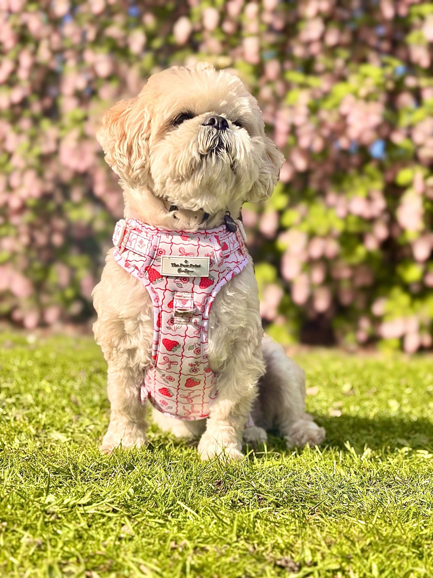 The Bows & Berries Adventure Paws Harness