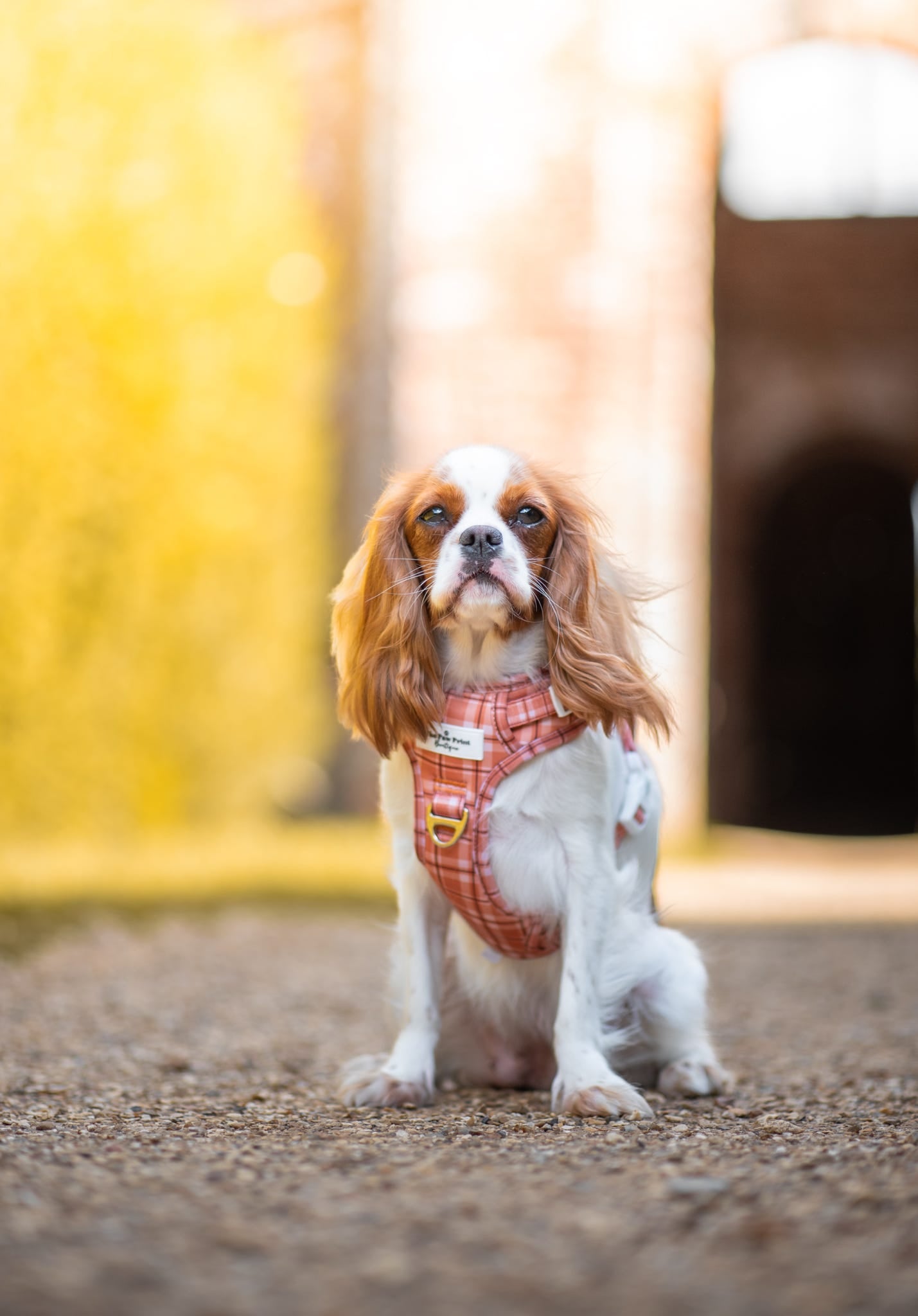 Pooches in Plaid Adventure Paws Harness