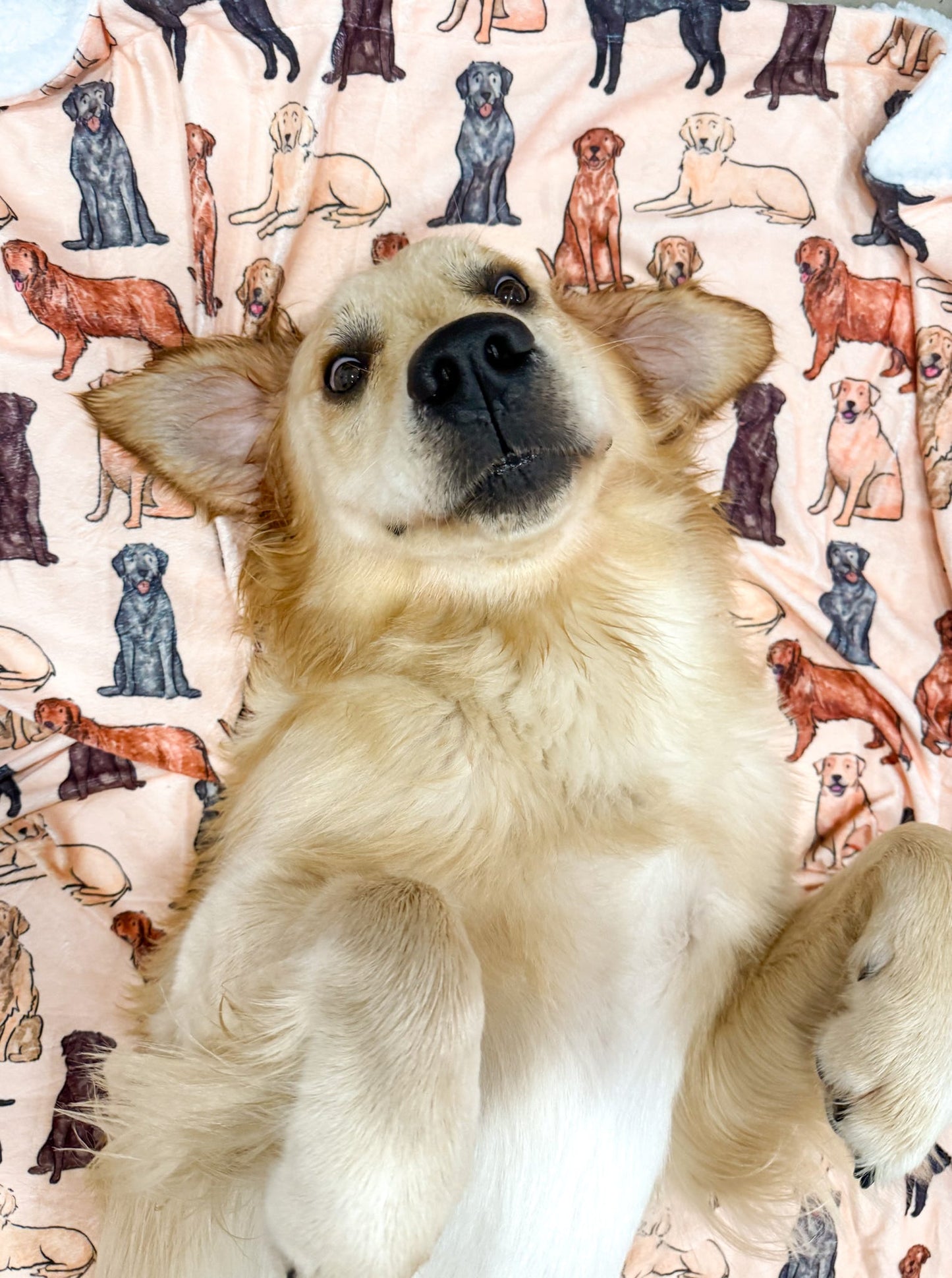 The Labrador / Retriever Dog Blanket