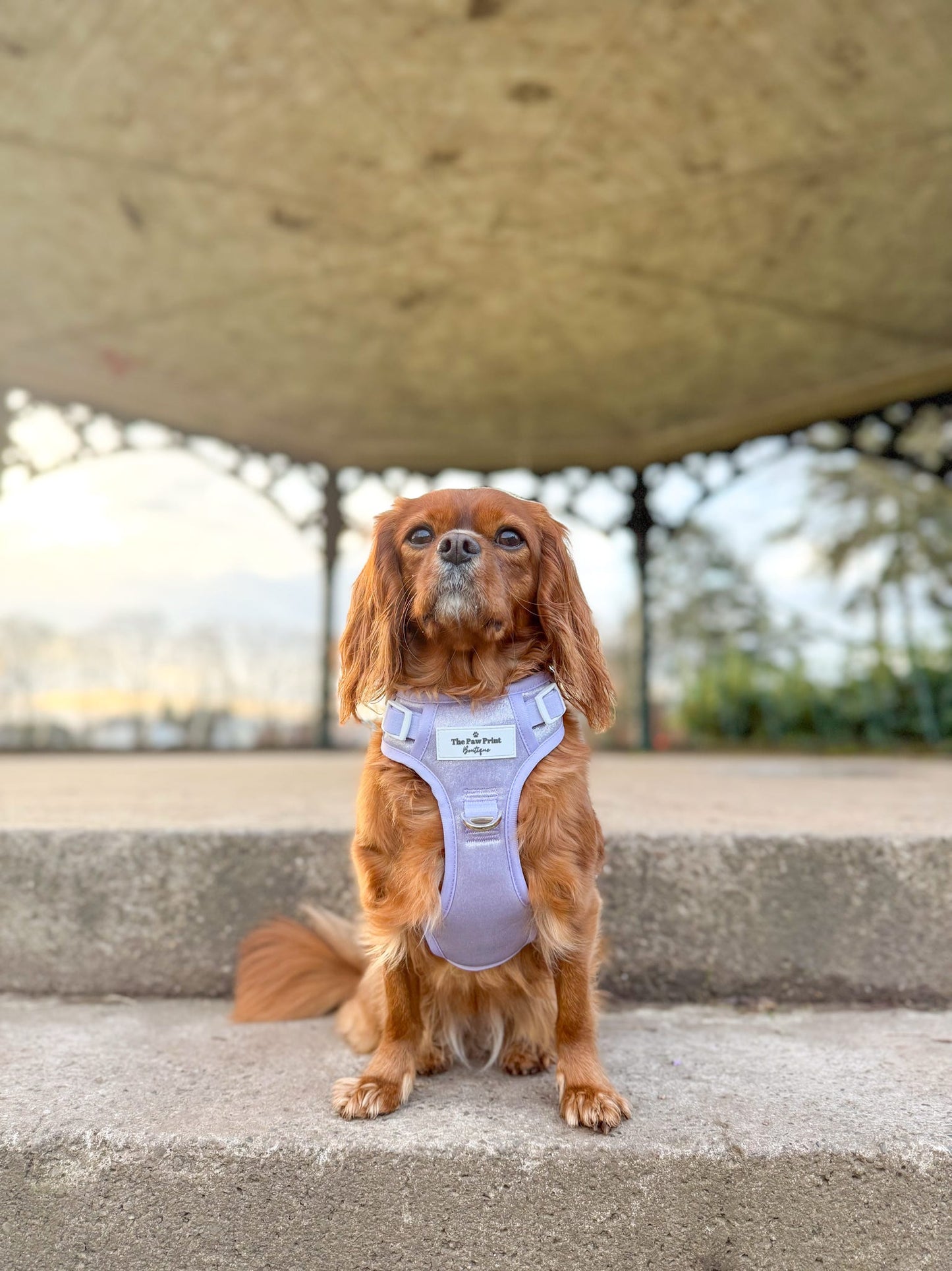 The Lavish Lilac Adventure Paws Harness