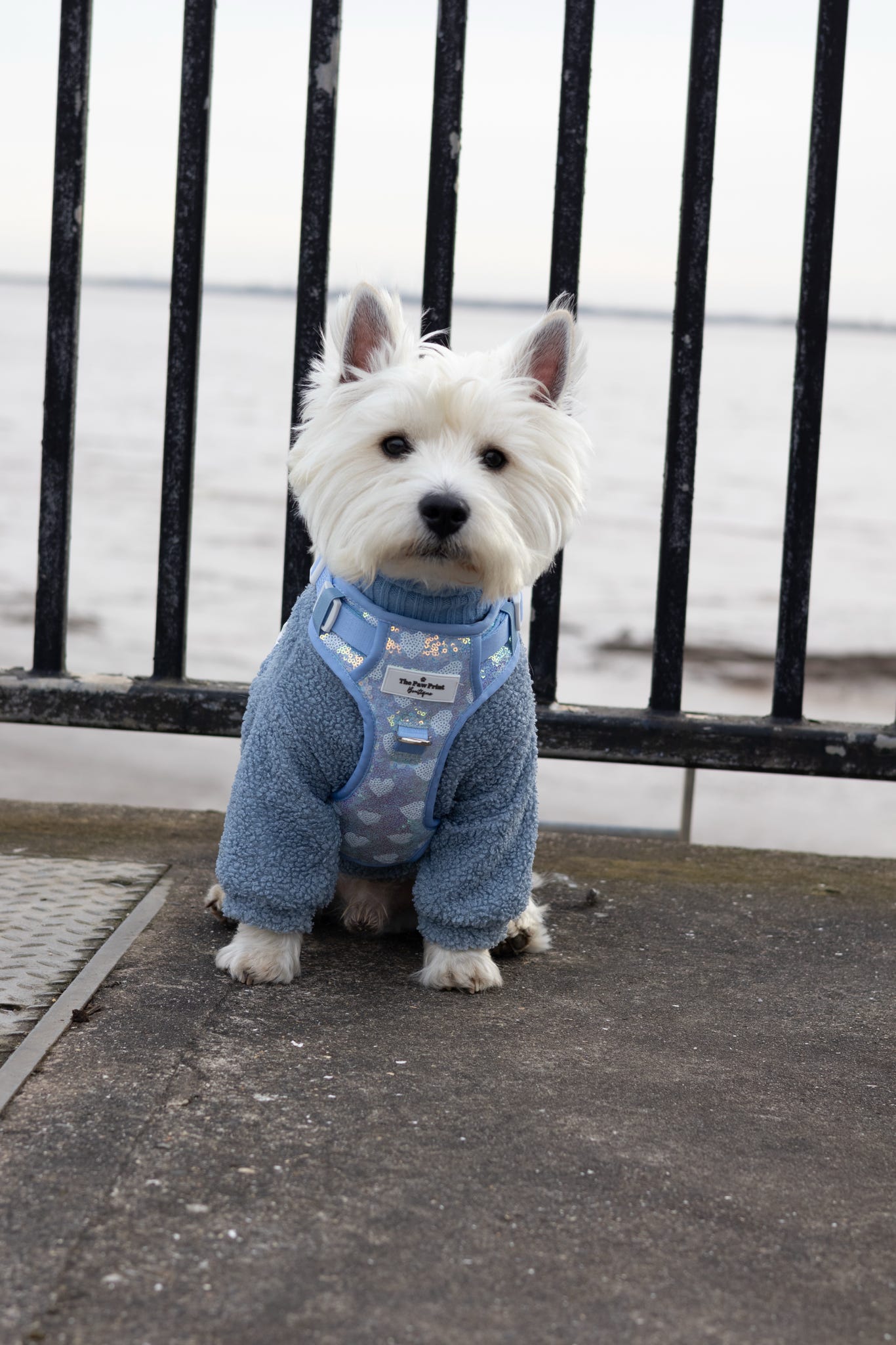 The Sassy in Sequins - Baby Blue Adventure Paws Harness