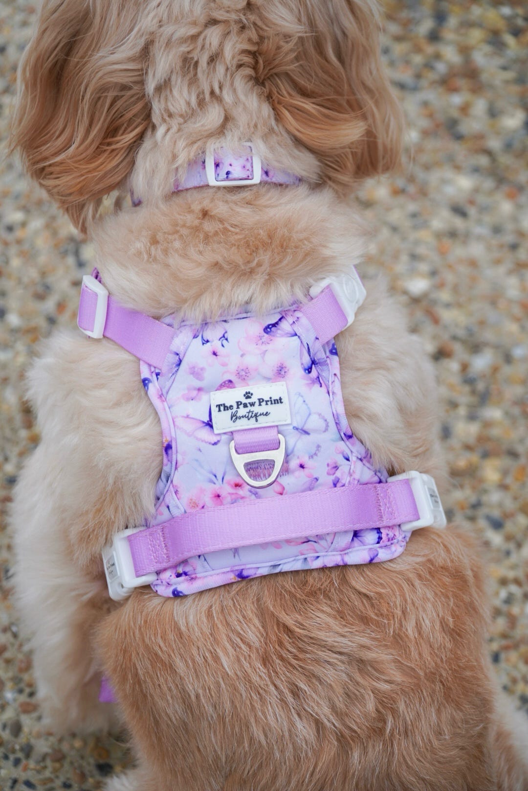Butterfly Bliss Adventure Paws Harness