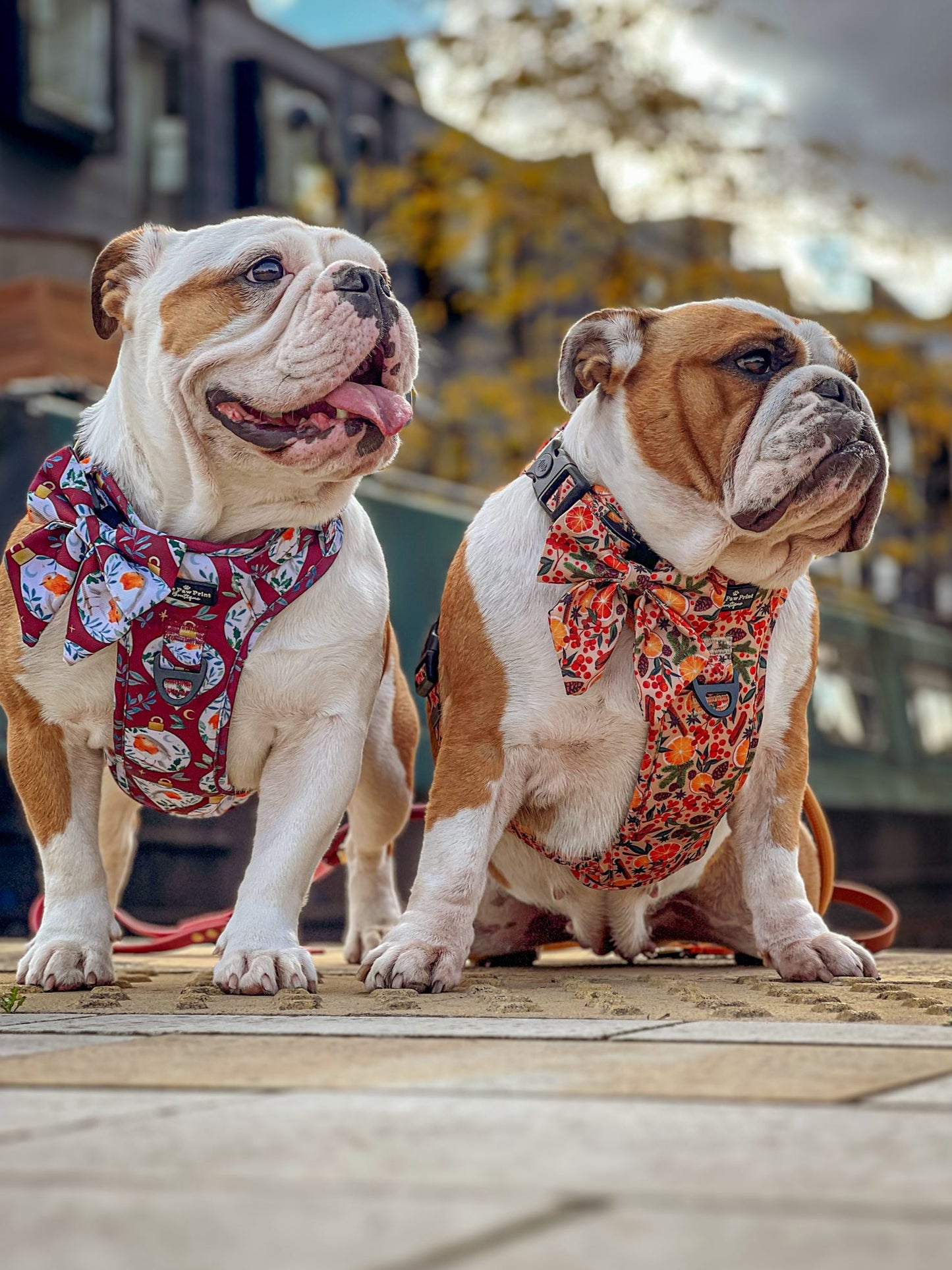 The Rockin' Robins Adventure Paws Harness