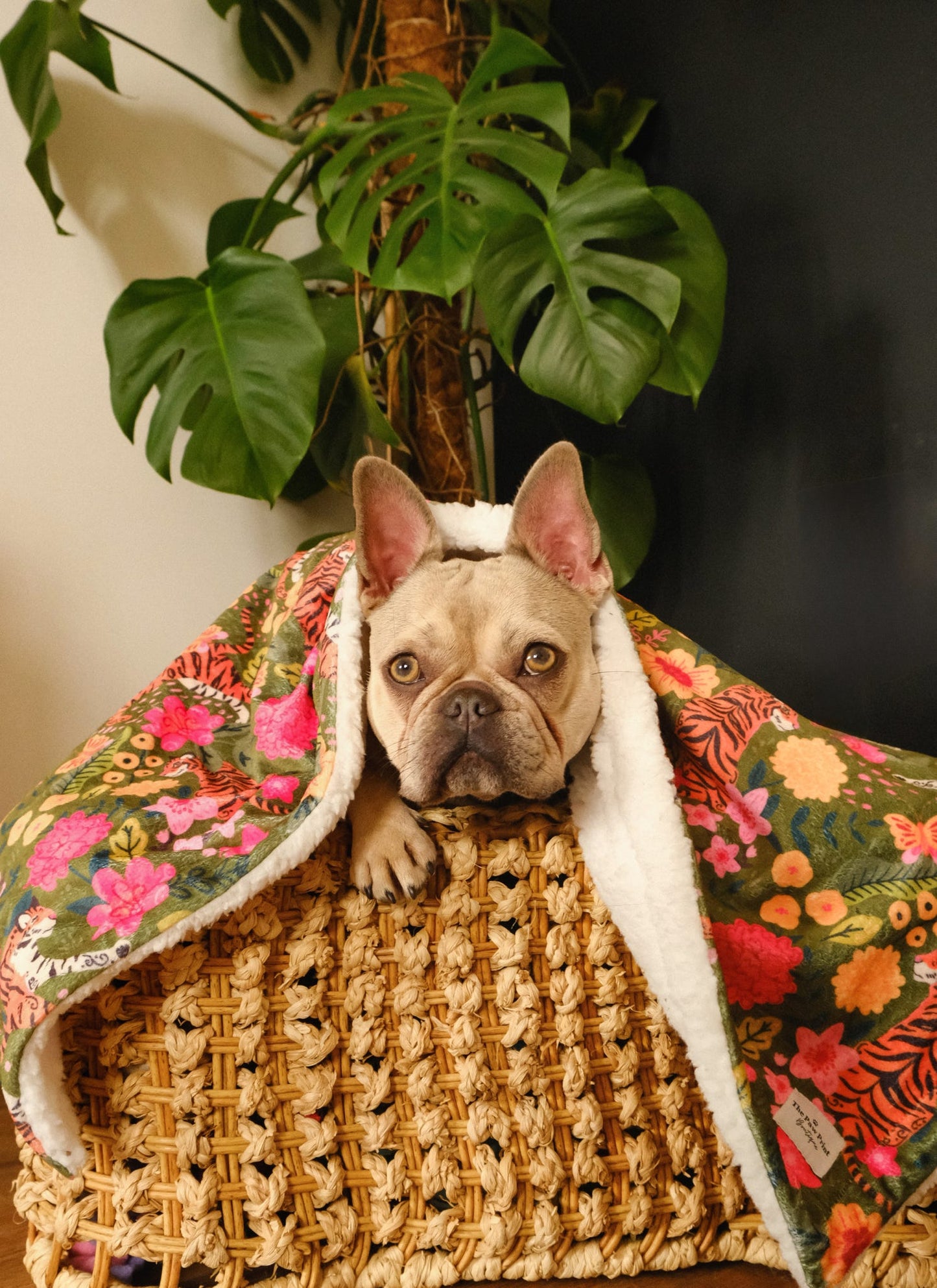 The Tiger who came to TPPB Dog Blanket