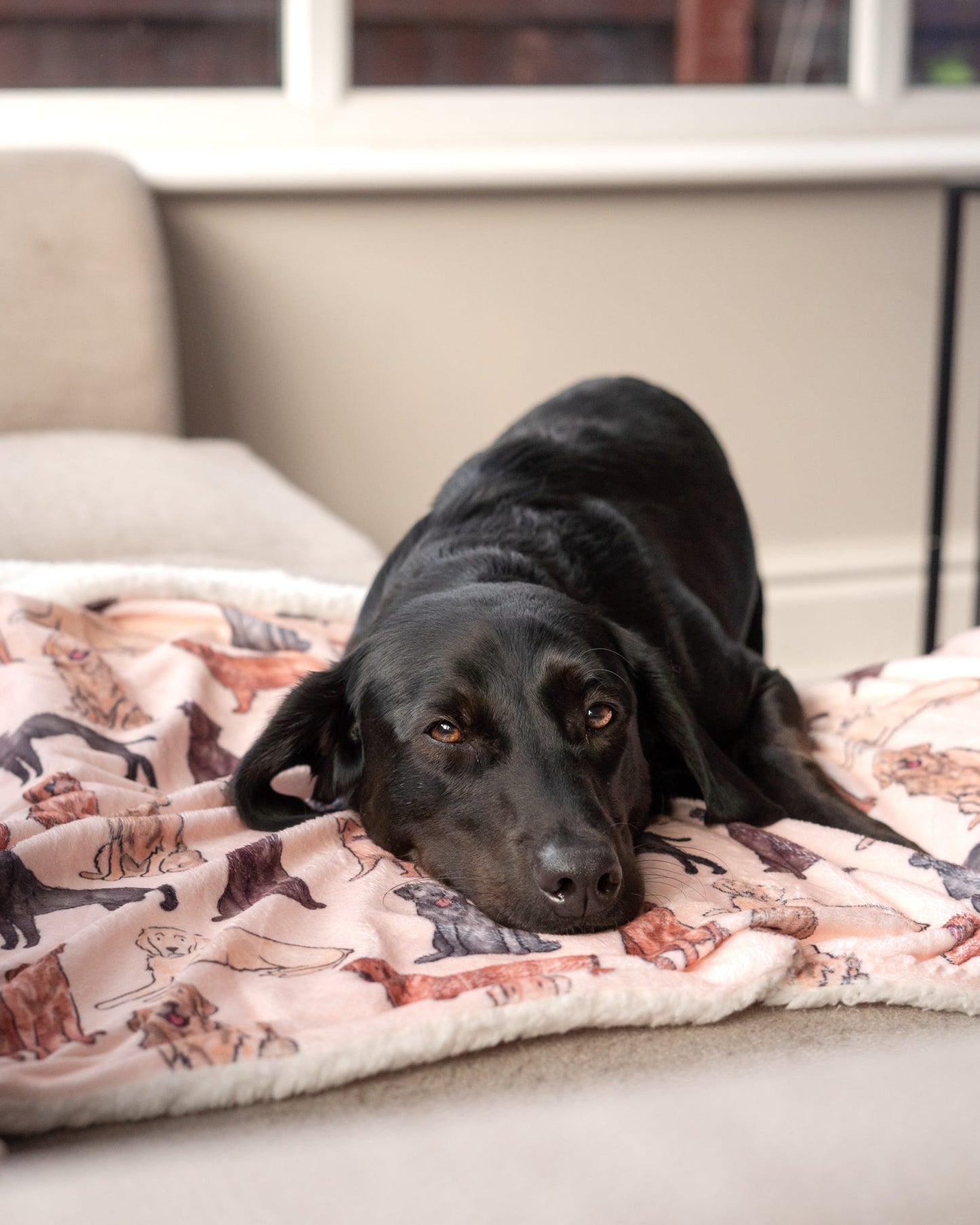 The Labrador / Retriever Dog Blanket