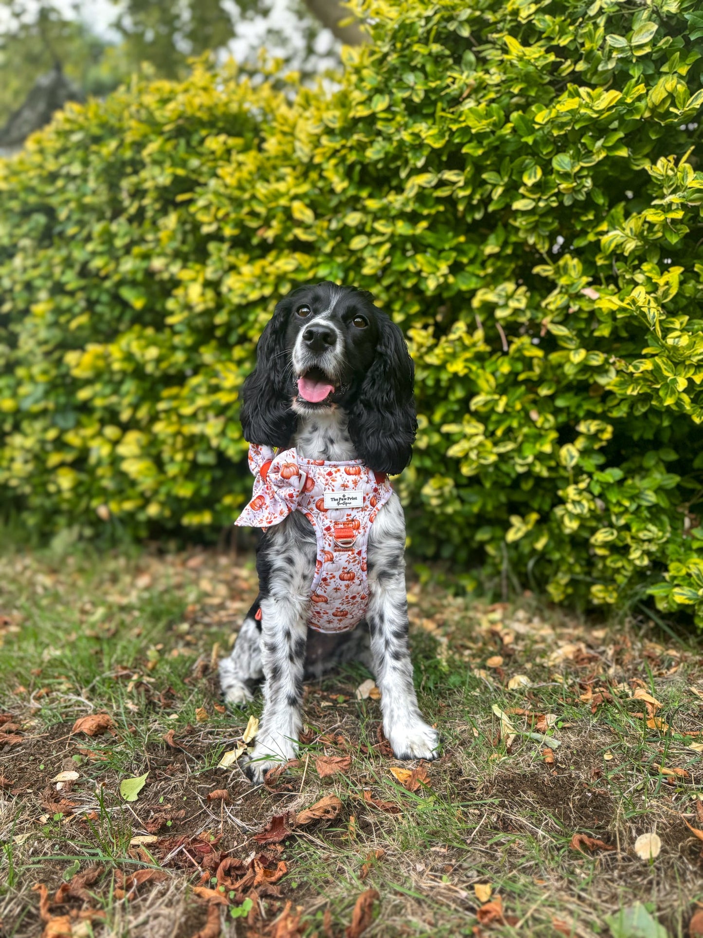 Pupkin Patch Adventure Paws Harness