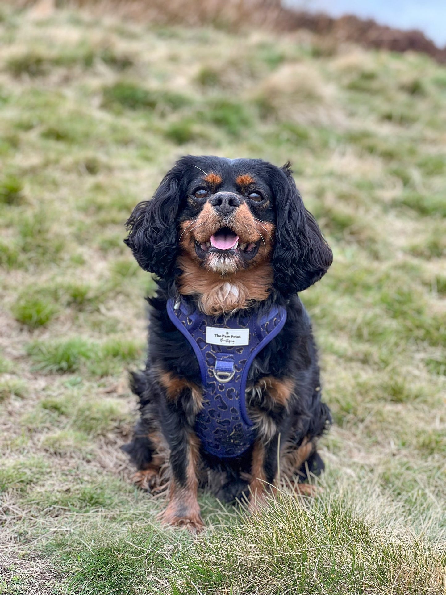 The Luxe Leopard (Navy) Adventure Paws Harness