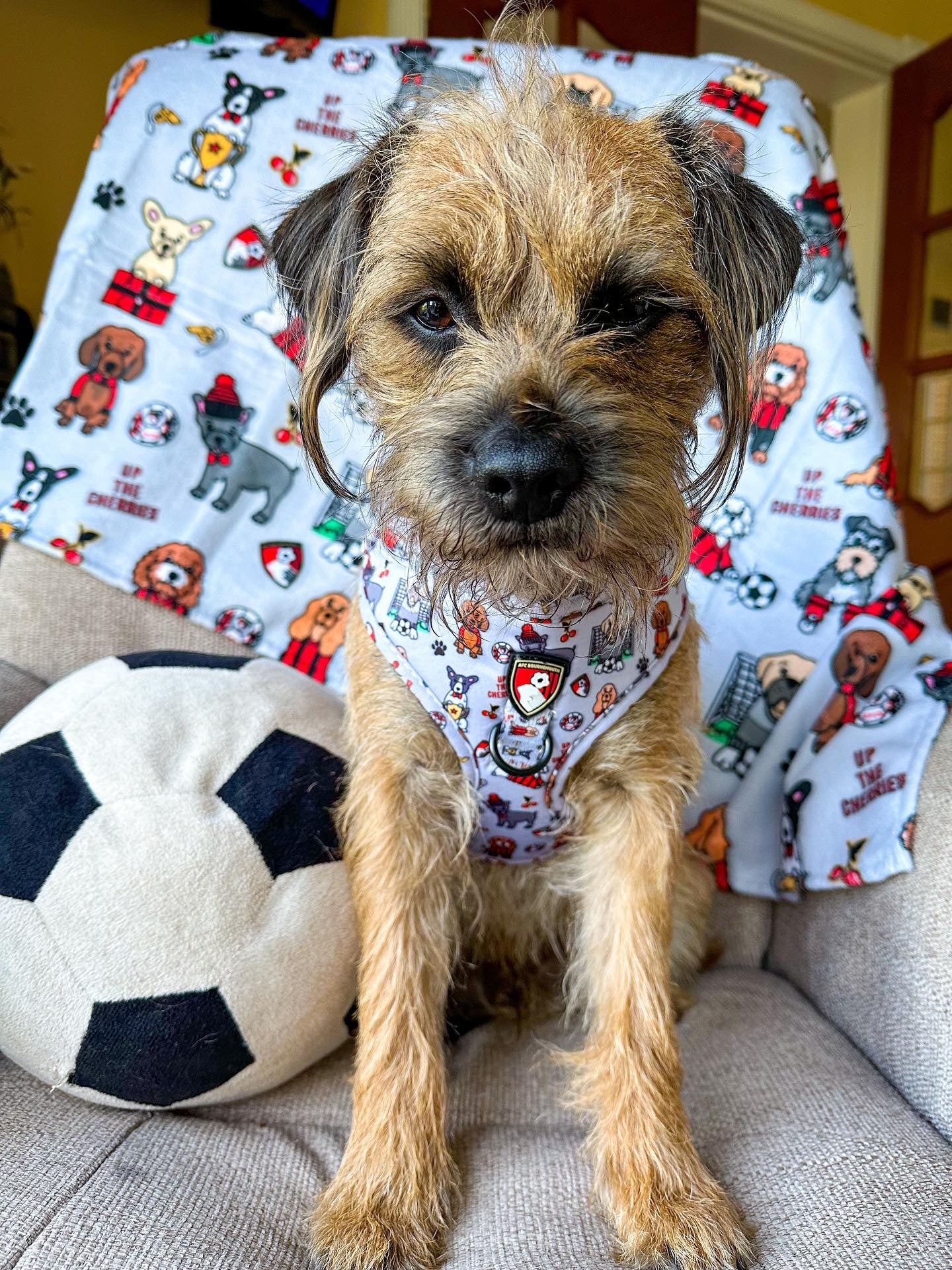 The AFC Bournemouth Adjustable Harness