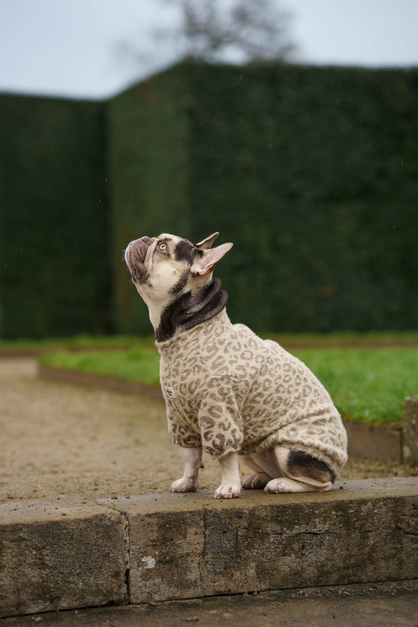 The Gold & Glittery Leopard Print Teddy Fleece